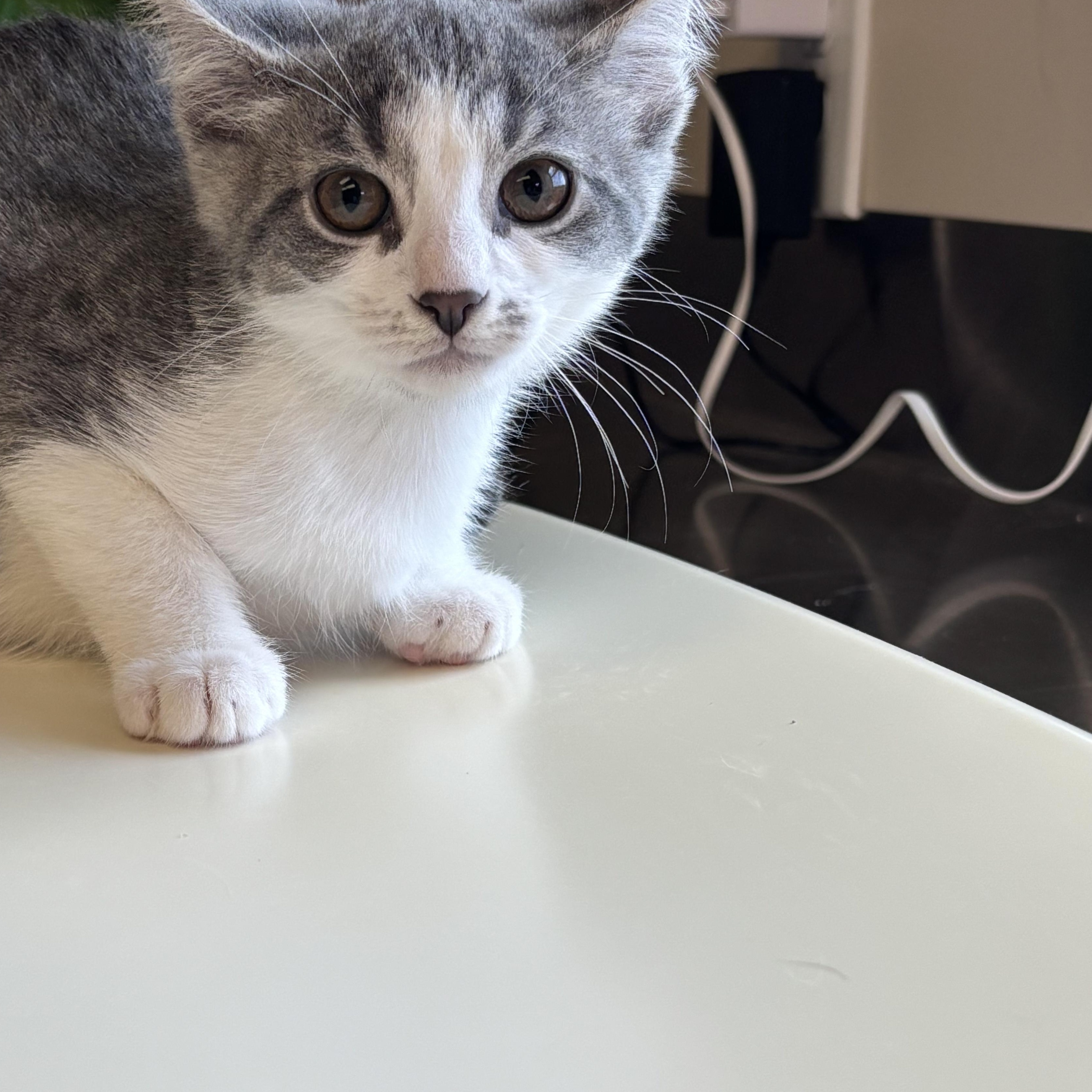 Cleo photo 3