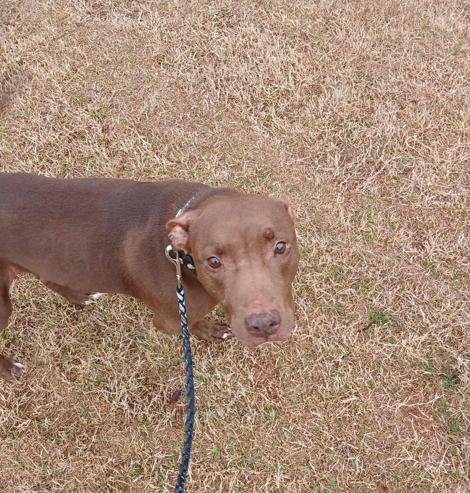 Karmel, a Adoptable mixed breed in Huntsville, AL image 4/5