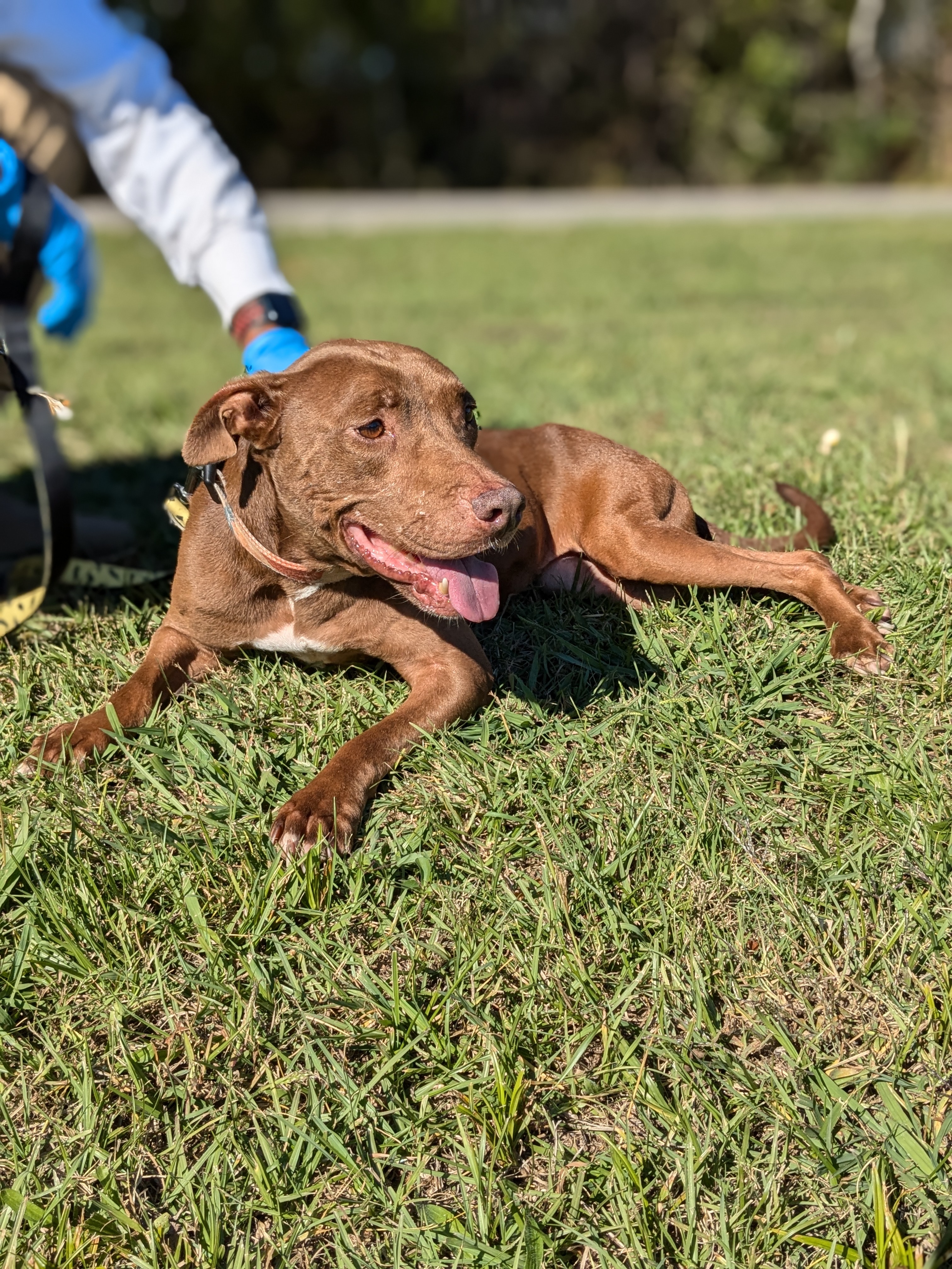 Karmel, a Adoptable mixed breed in Huntsville, AL image 2/5