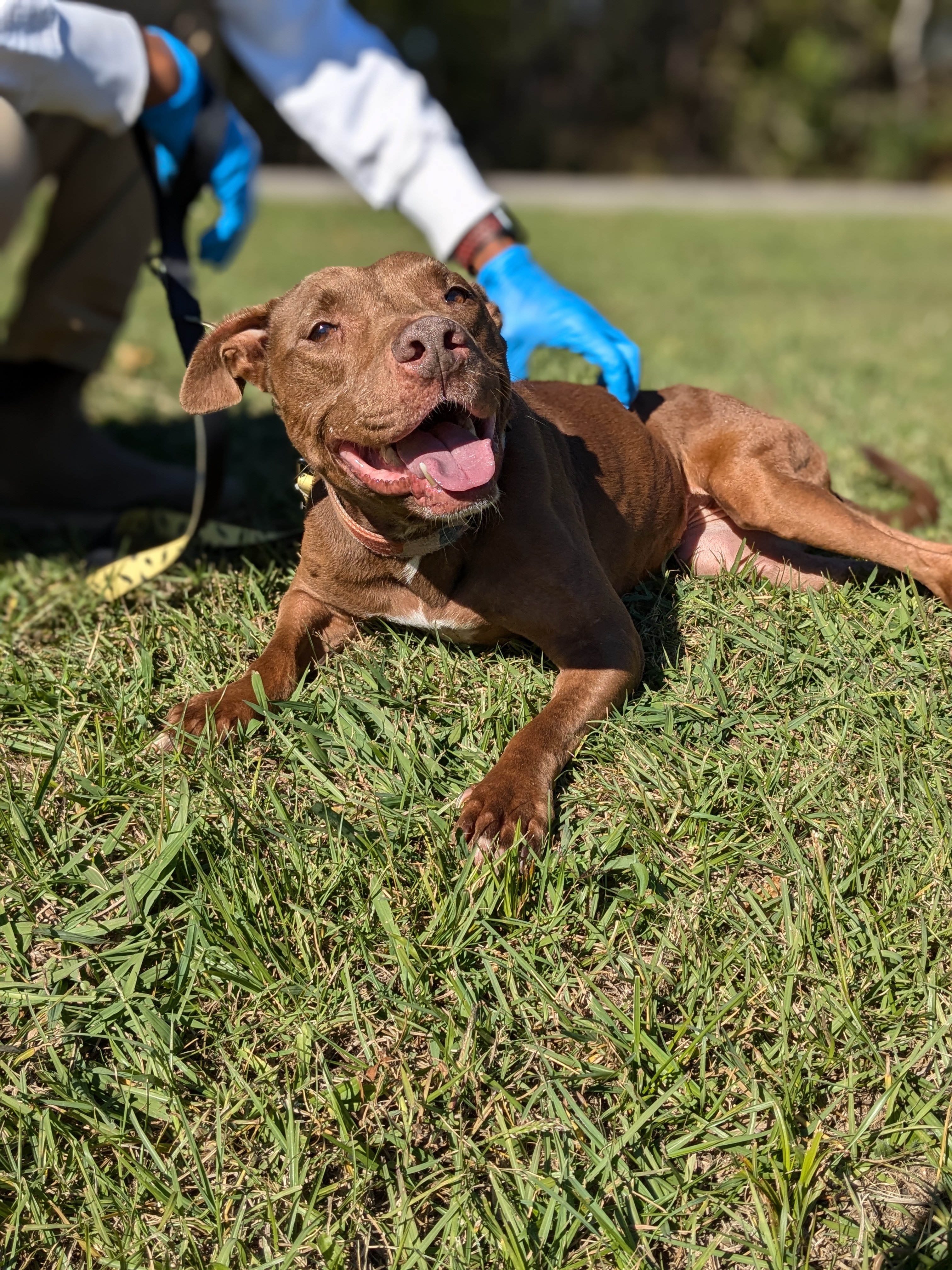 Karmel, a Adoptable mixed breed in Huntsville, AL image 3/5