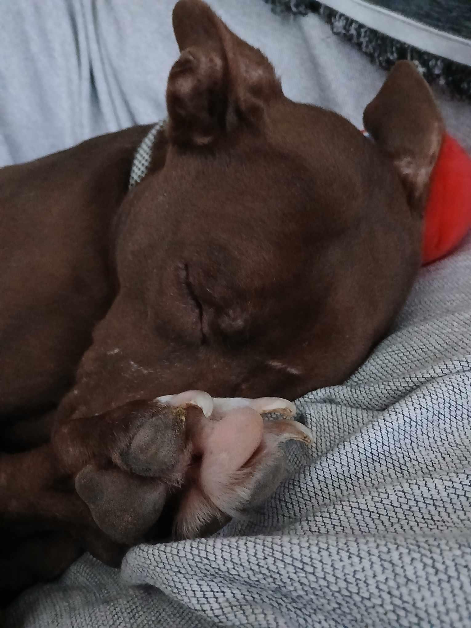 Karmel, a Adoptable mixed breed in Huntsville, AL image 5/5