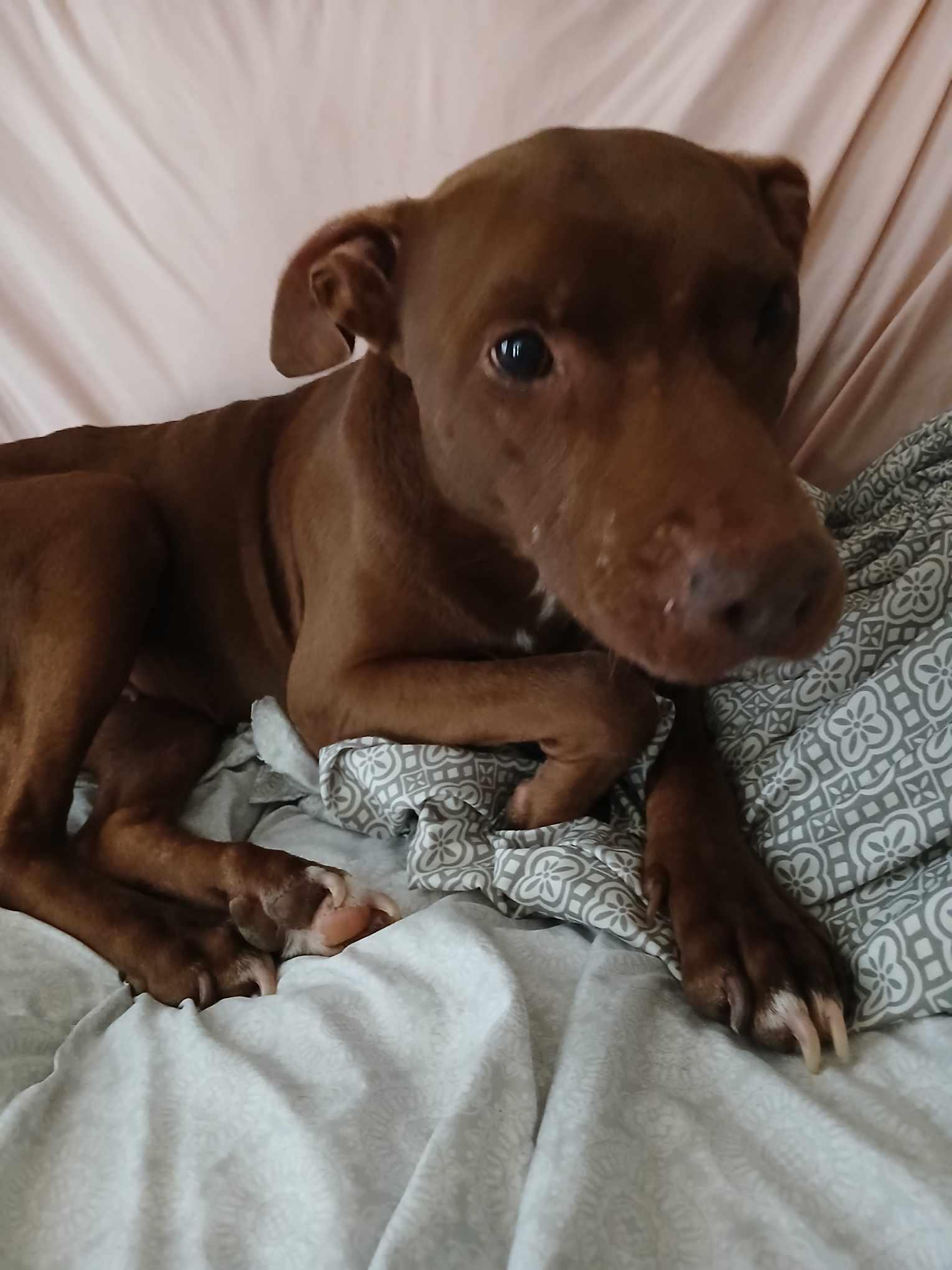 Karmel, Adoptable, Adult Female Pit Bull Terrier.