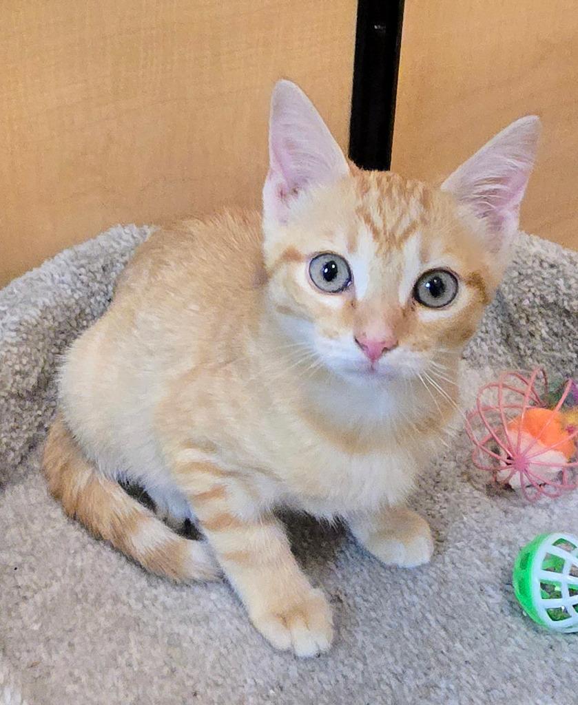 Orange Zest, Adoptable, Kitten Male Domestic Short Hair.