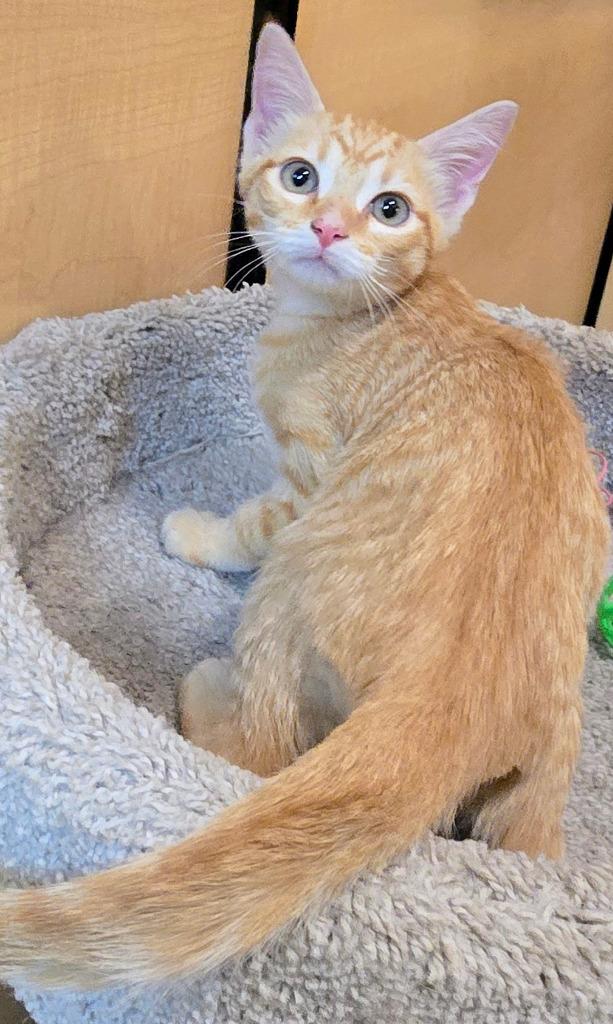 Enlarge Orange Zest, a Adoptable mixed breed in Rowlett, TX image 2/4