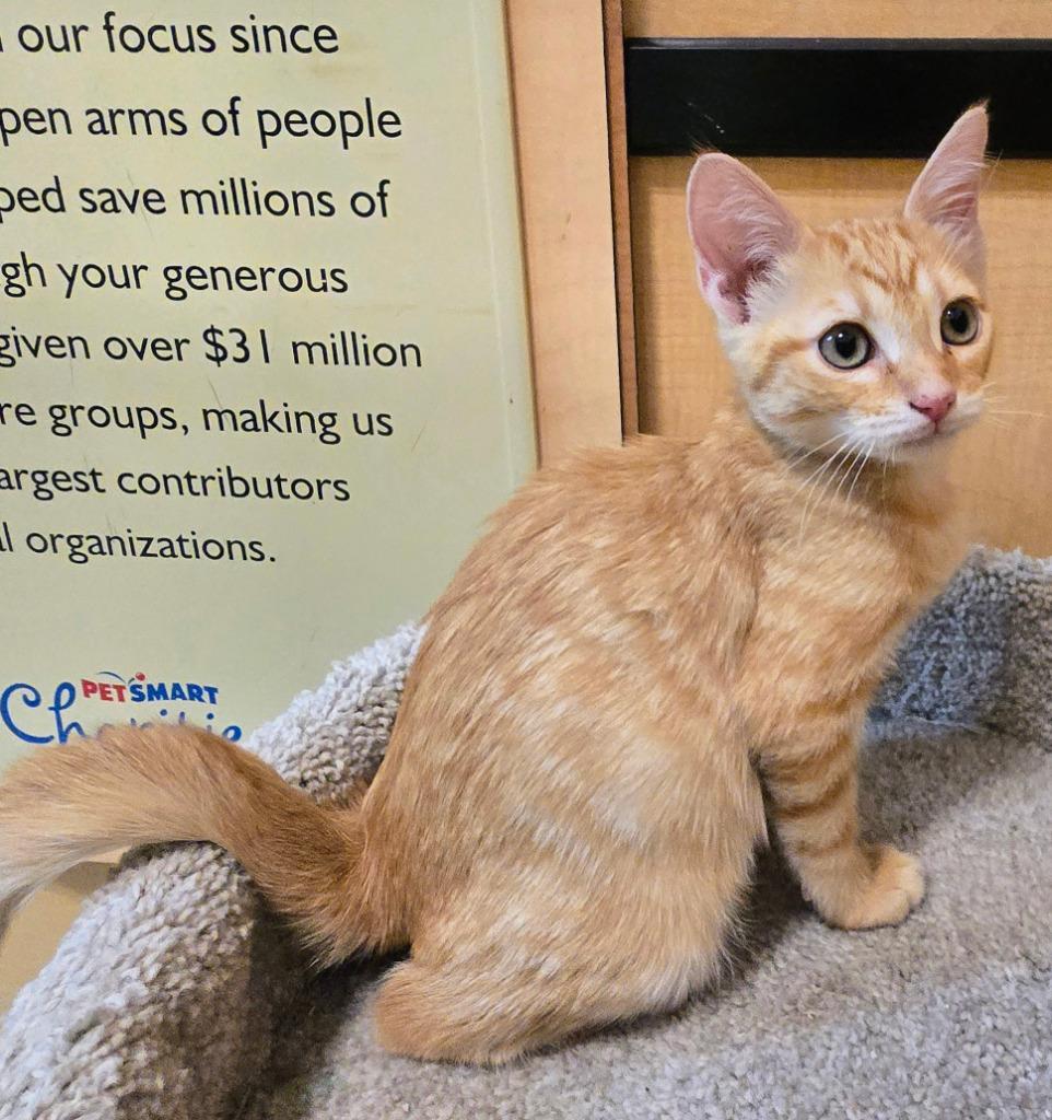 Enlarge Orange Zest, a Adoptable mixed breed in Rowlett, TX image 3/4