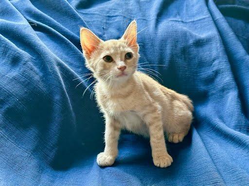 Enlarge Orange Zest, a Adoptable mixed breed in Rowlett, TX image 4/4