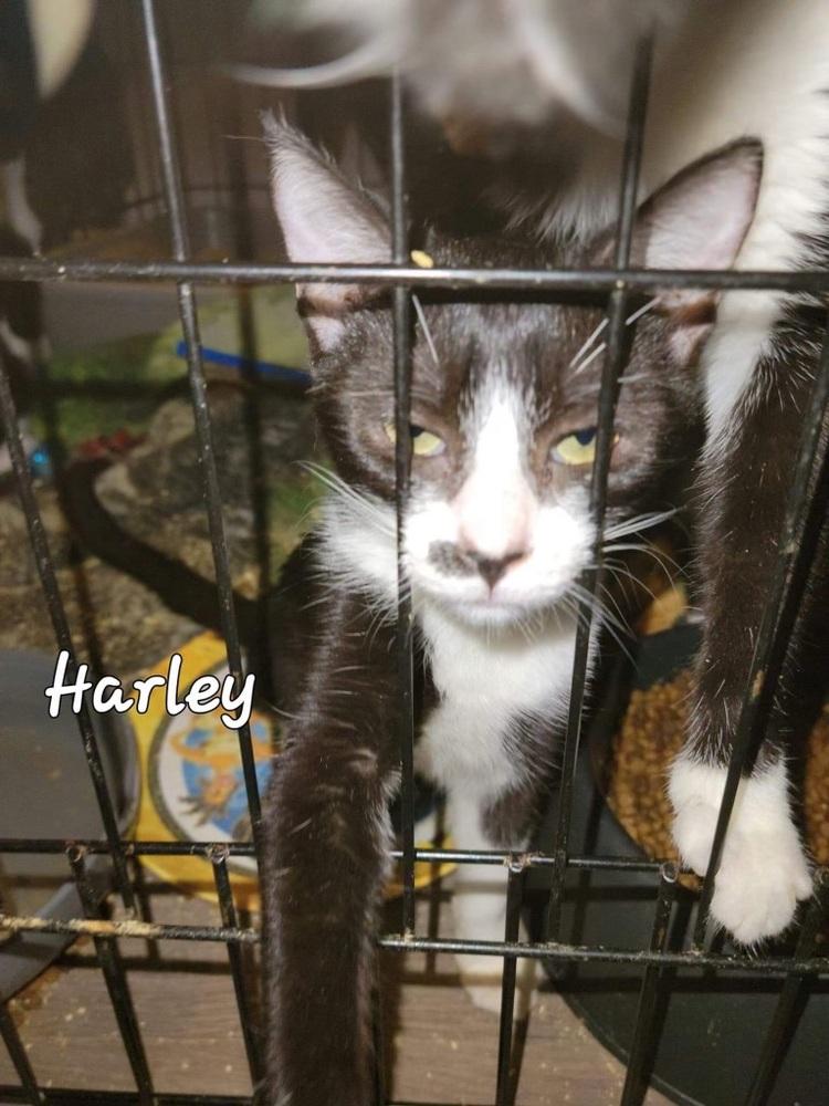 HARLEY, Adoptable, Young Female Domestic Short Hair.