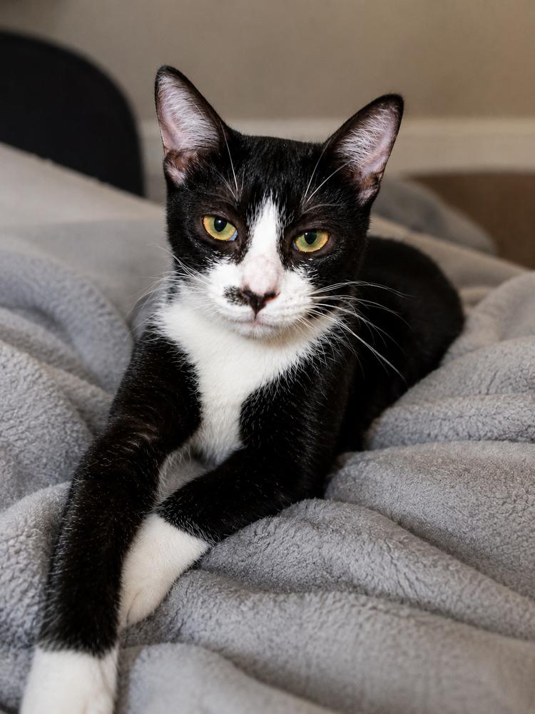 Harley, Adoptable, Adult Female Domestic Short Hair.