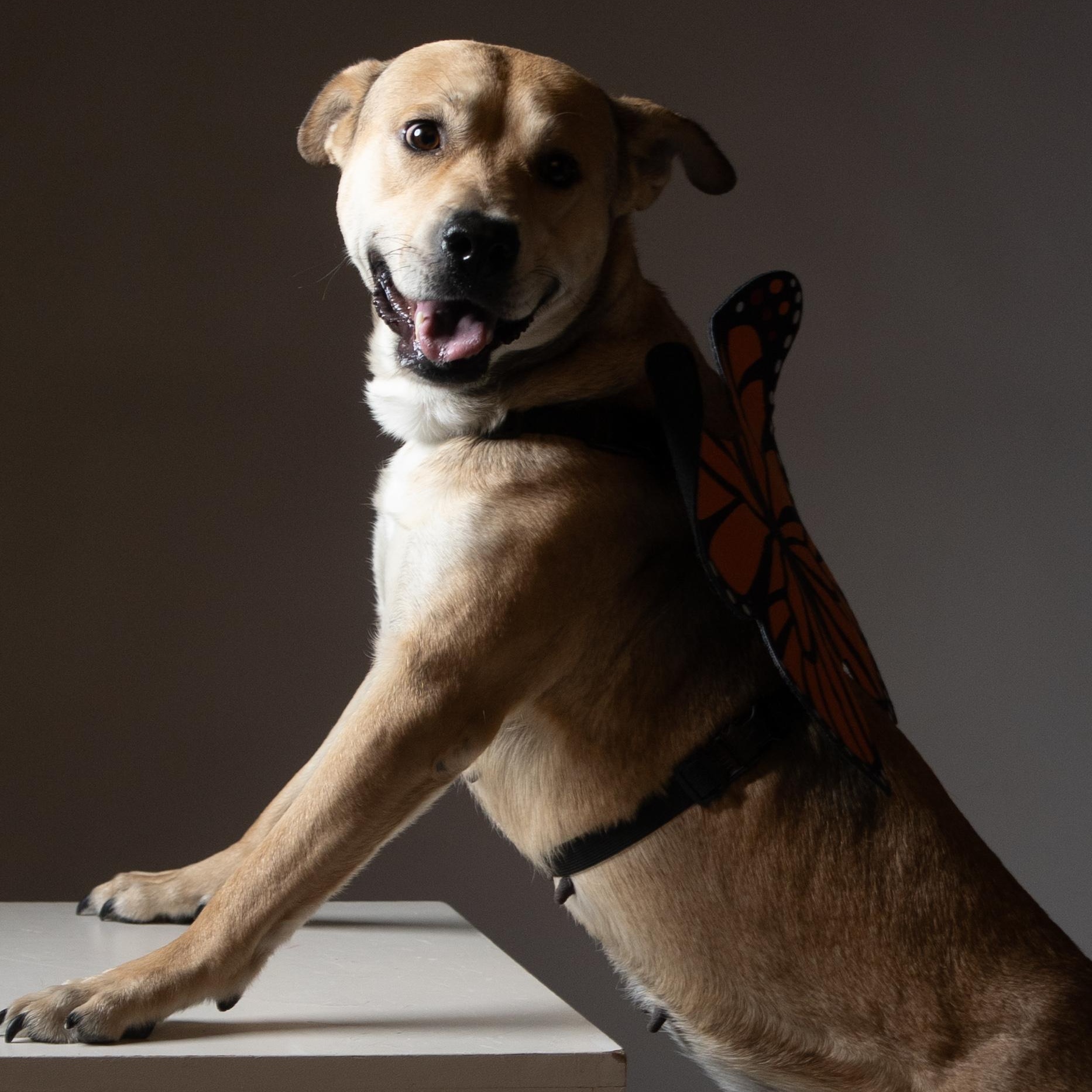 Abby, a Adoptable mixed breed in Houston, TX image 5/5