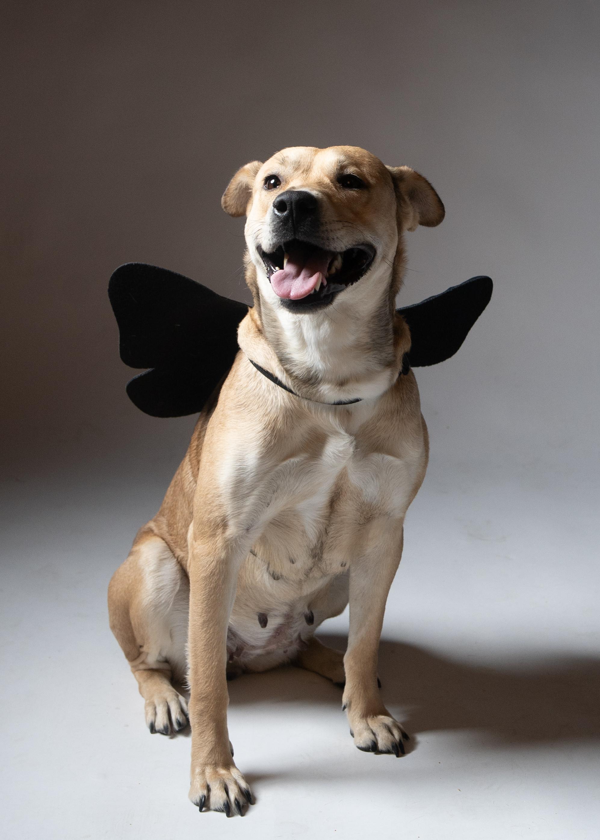 Abby, a Adoptable mixed breed in Houston, TX image 4/5