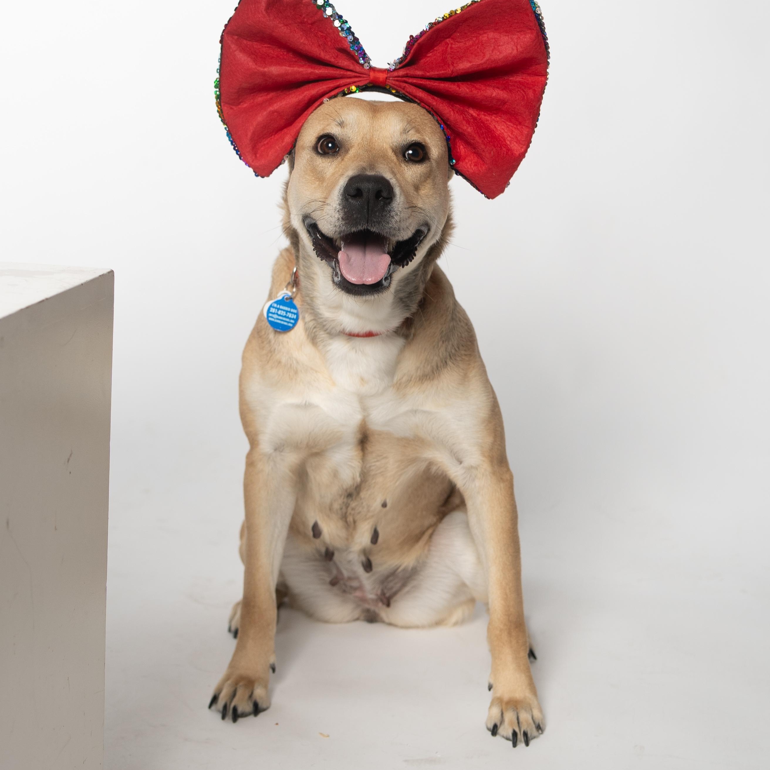 Abby, Adoptable, Adult Female Pit Bull Terrier.