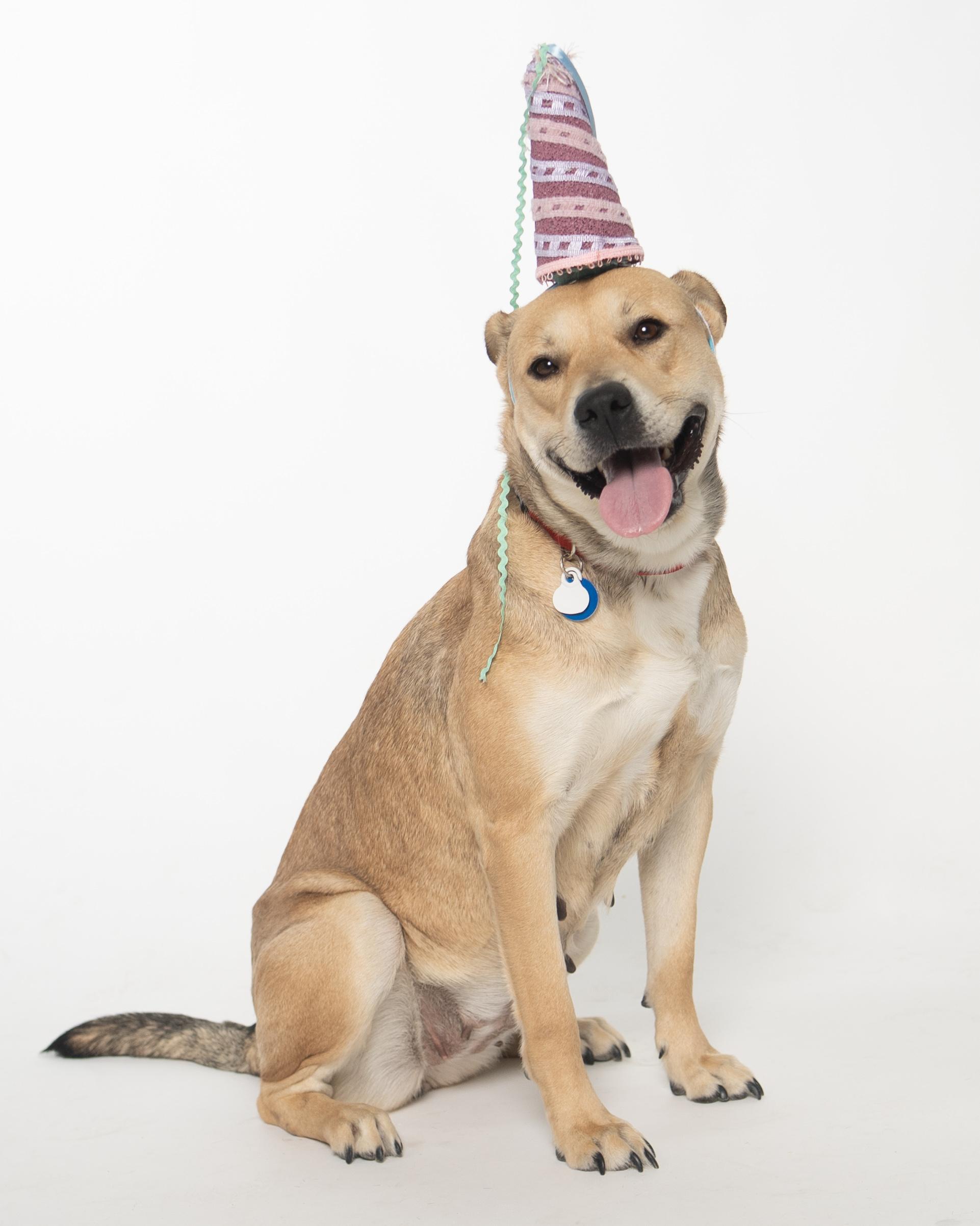 Abby, a Adoptable mixed breed in Houston, TX image 2/5