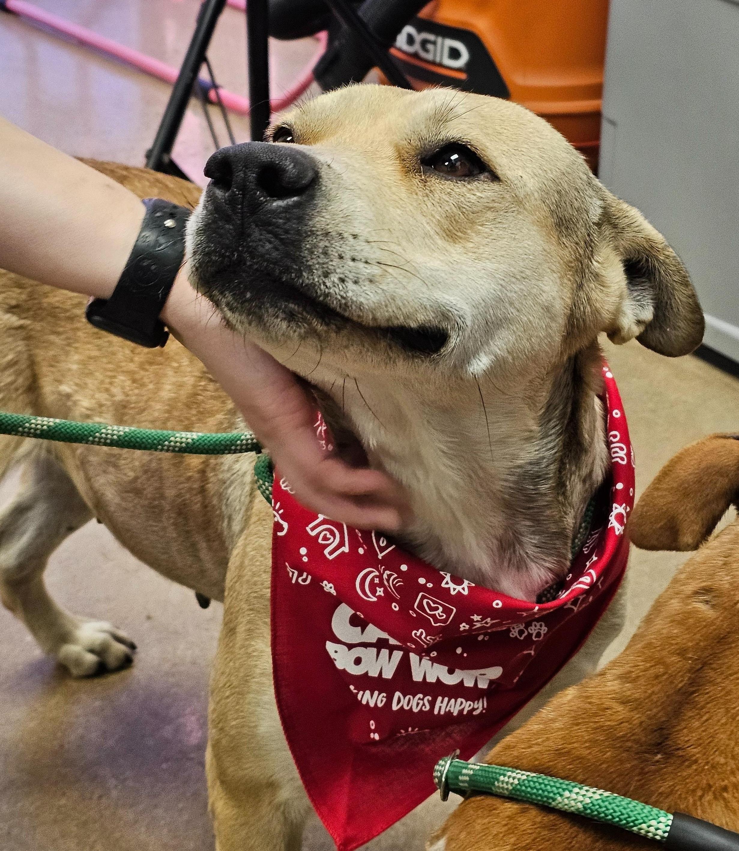 Abby, a Adoptable mixed breed in Houston, TX image 3/5