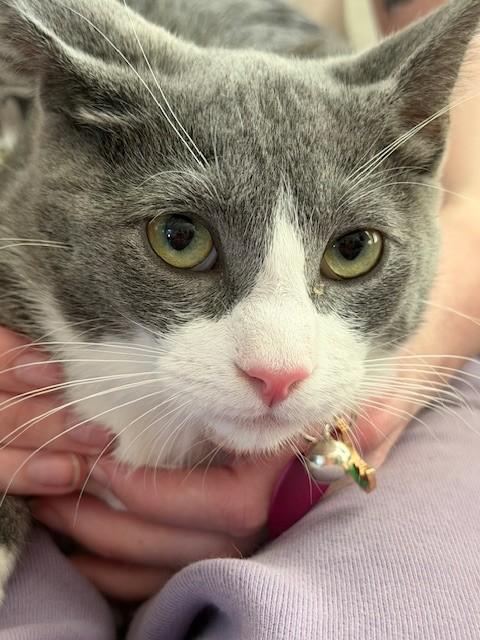 Enlarge Porcini BC, a ADOPTABLE American Shorthair in Schertz, TX image 2/2