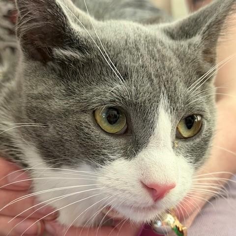 Porcini BC, ADOPTABLE, Kitten Male American Shorthair.