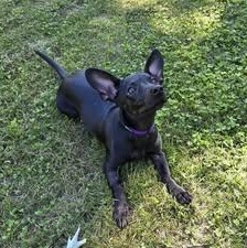 Enlarge Dutch, a Adopted Mixed Breed in Watertown, WI image 2/4