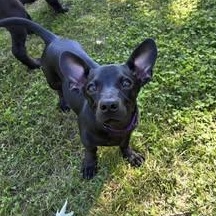 Dutch, Adopted, Young Male Mixed Breed.