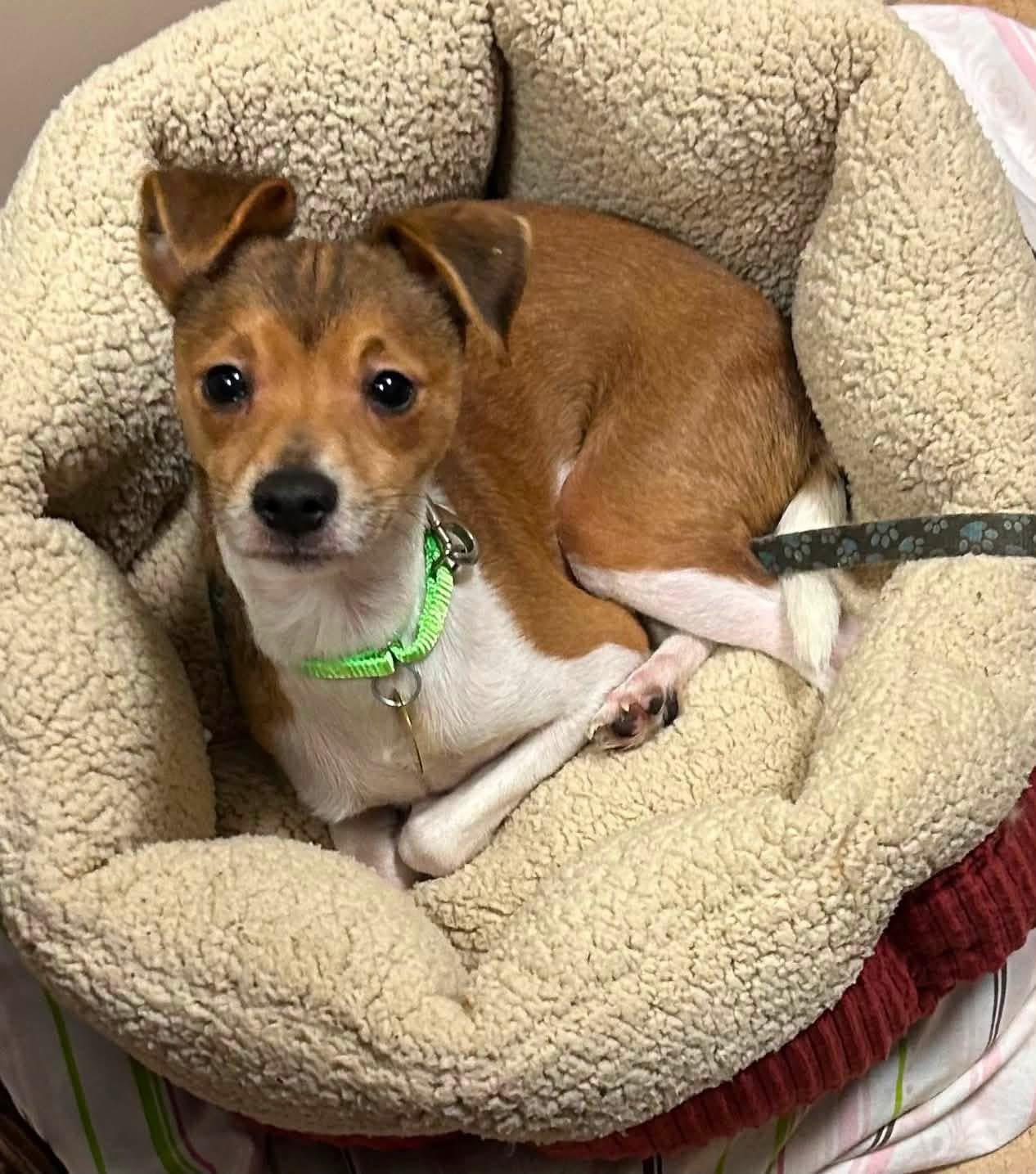 Dwight, adopted, Young Male Italian Greyhound & Jack Russell Terrier.