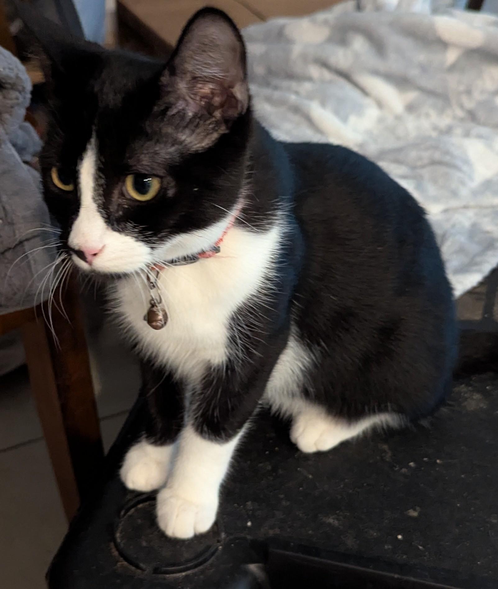 Frack, a Adoptable Domestic Short Hair in Malden, MA image 4/5