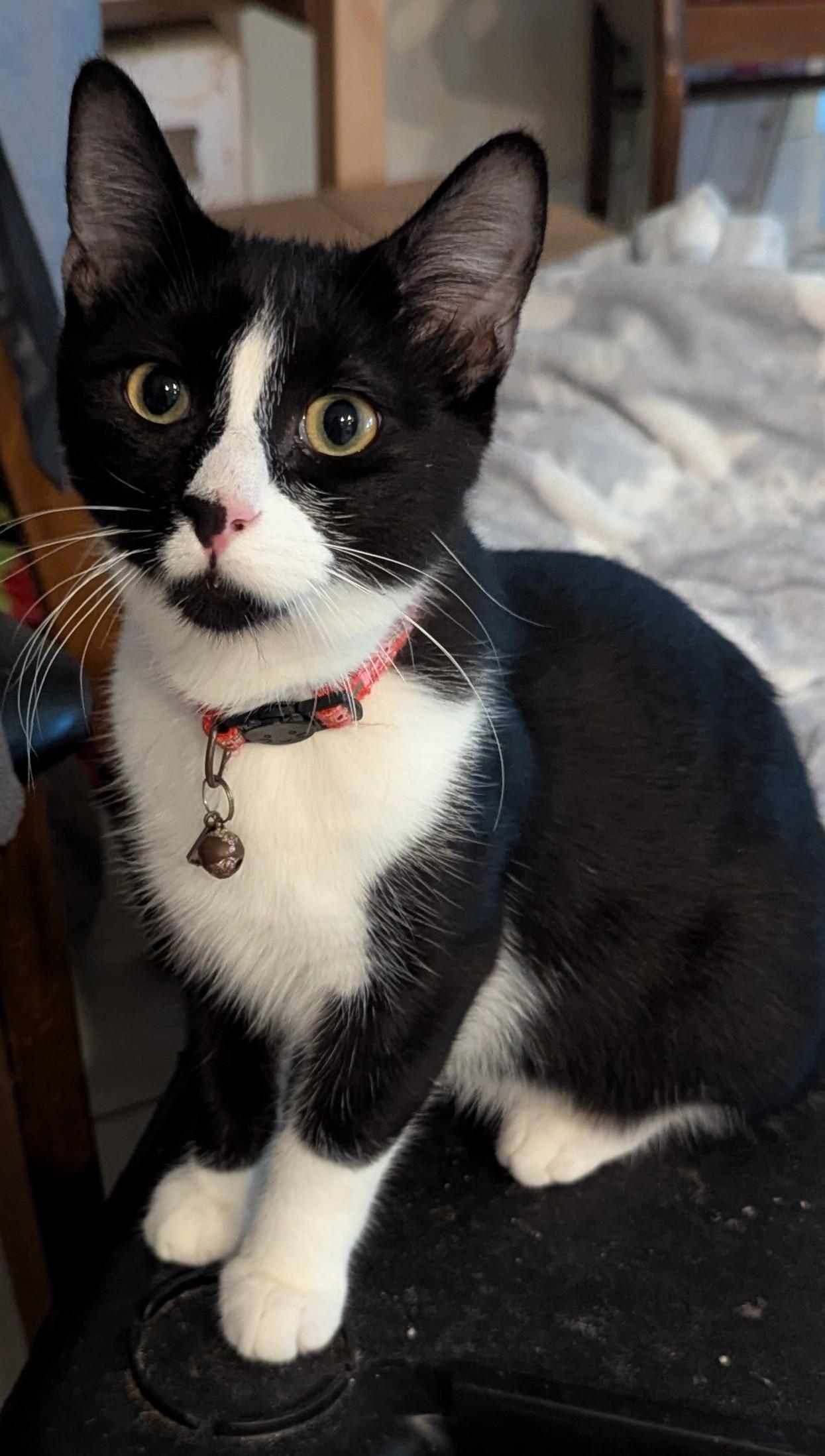 Frack, a Adoptable Domestic Short Hair in Malden, MA image 1/5