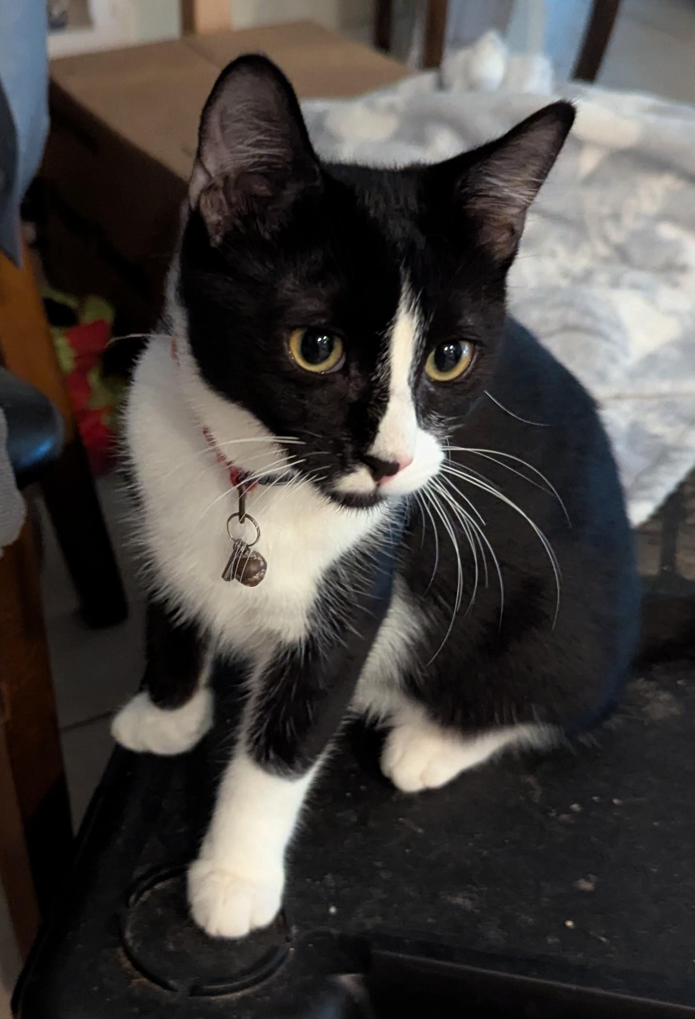 Frack, a Adoptable Domestic Short Hair in Malden, MA image 3/5