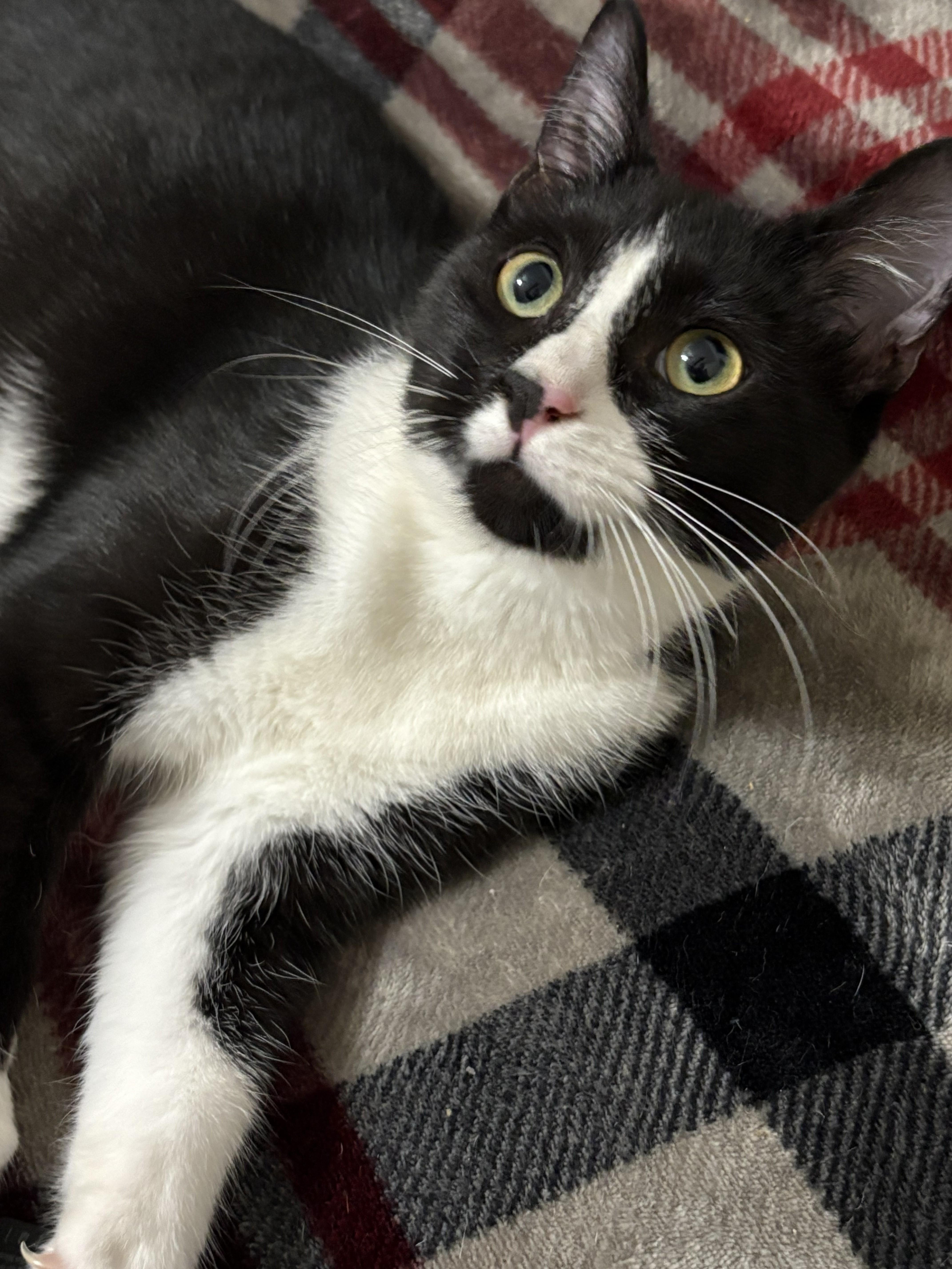 Frack, a Adoptable Domestic Short Hair in Malden, MA image 2/5