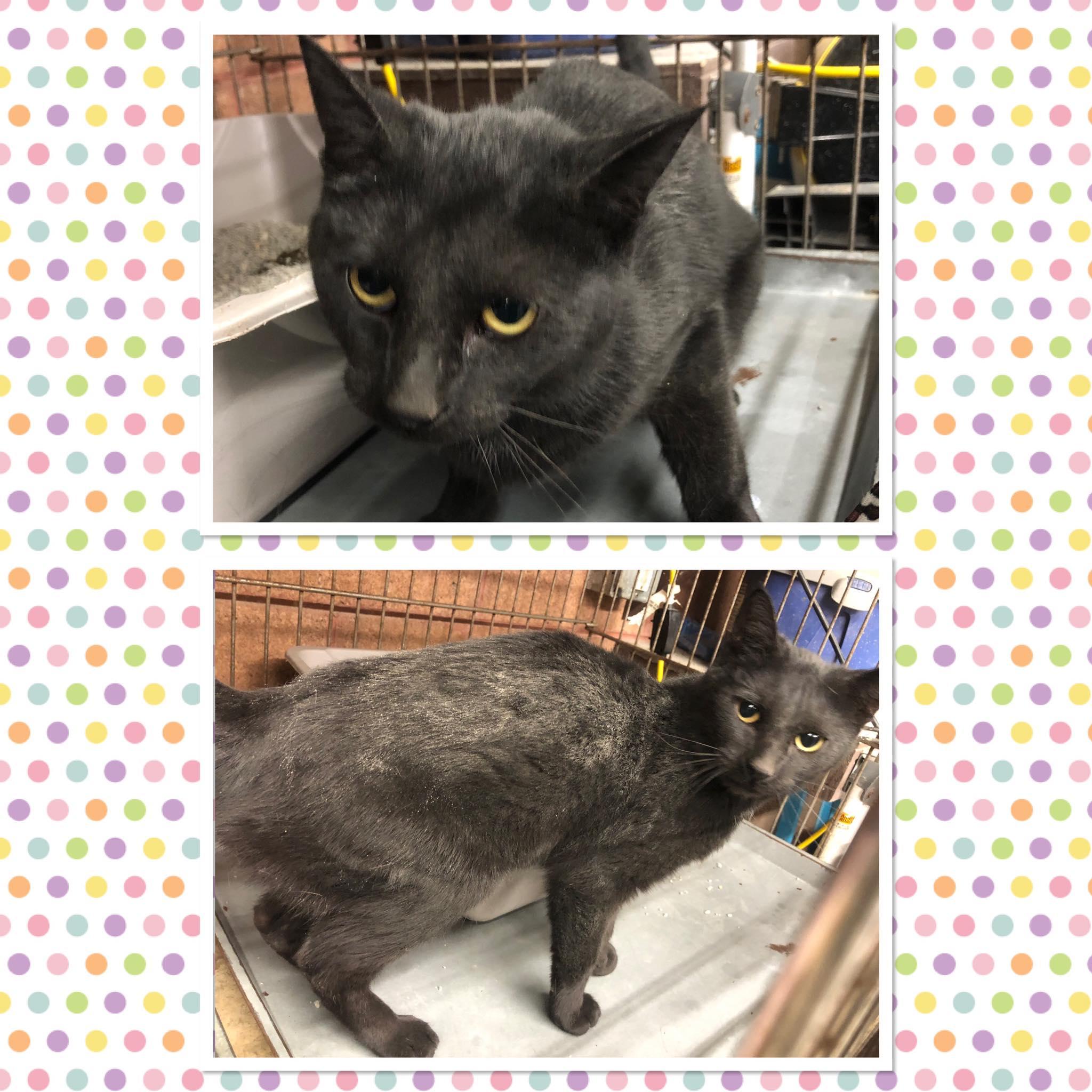 NEVE, ADOPTABLE, Kitten Female Domestic Short Hair.