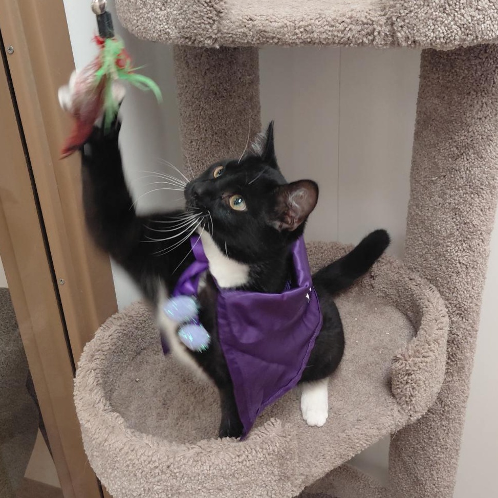 Enlarge Tux -at Pet Supermarket, a Adoptable Domestic Short Hair in St. Augustine, FL image 2/2