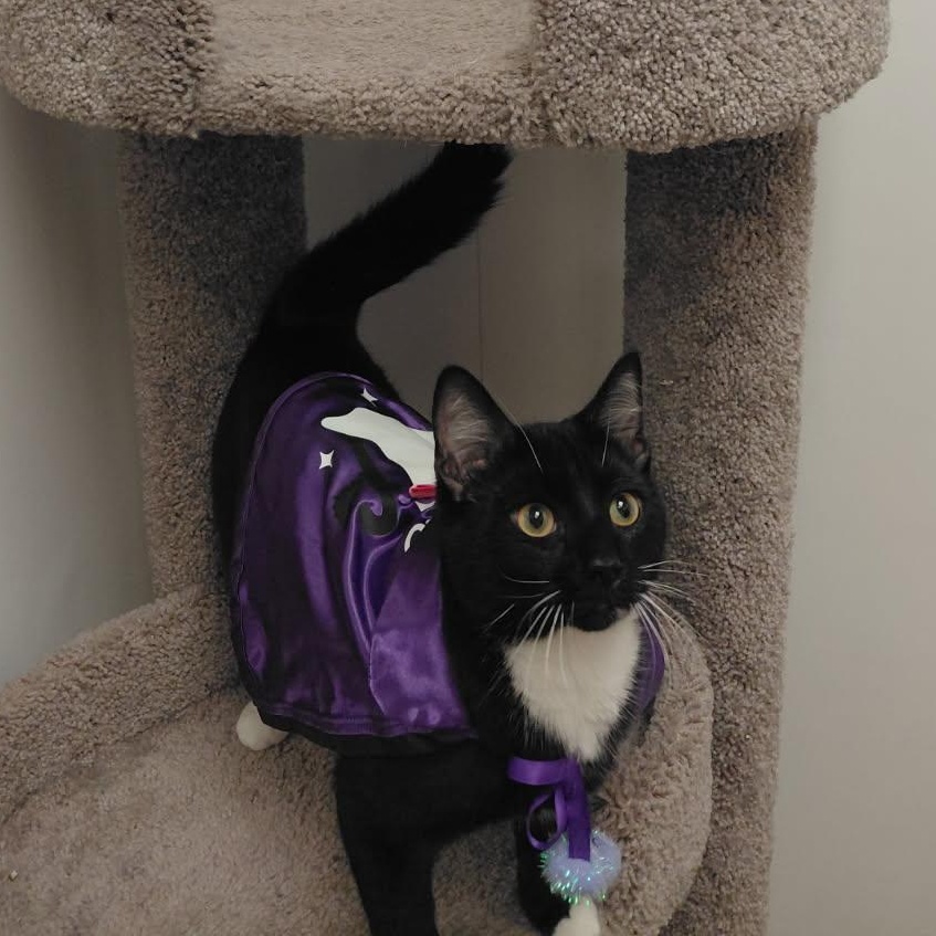 Enlarge Tux -at Pet Supermarket, a Adoptable Domestic Short Hair in St. Augustine, FL image 1/2