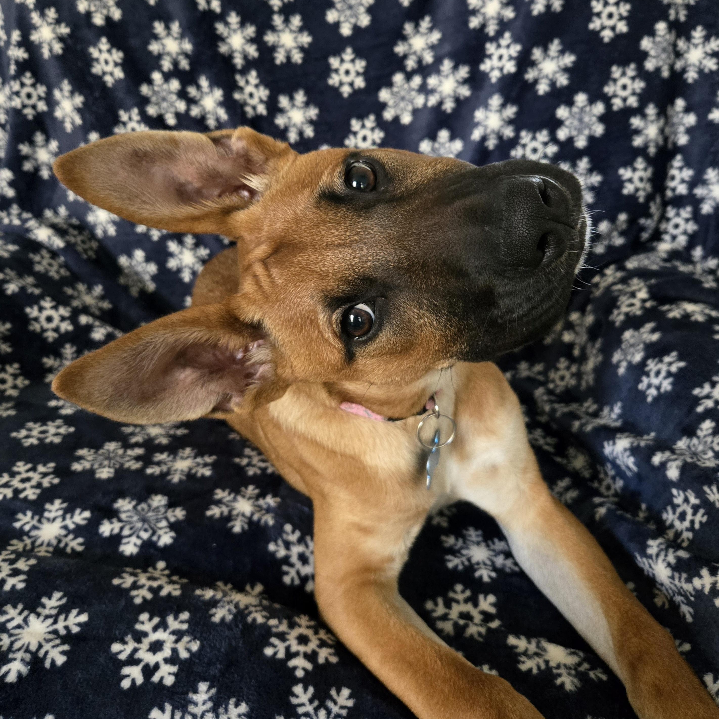 Enlarge Mabel, an adopted mixed breed in Fort Mill, SC image 2/6