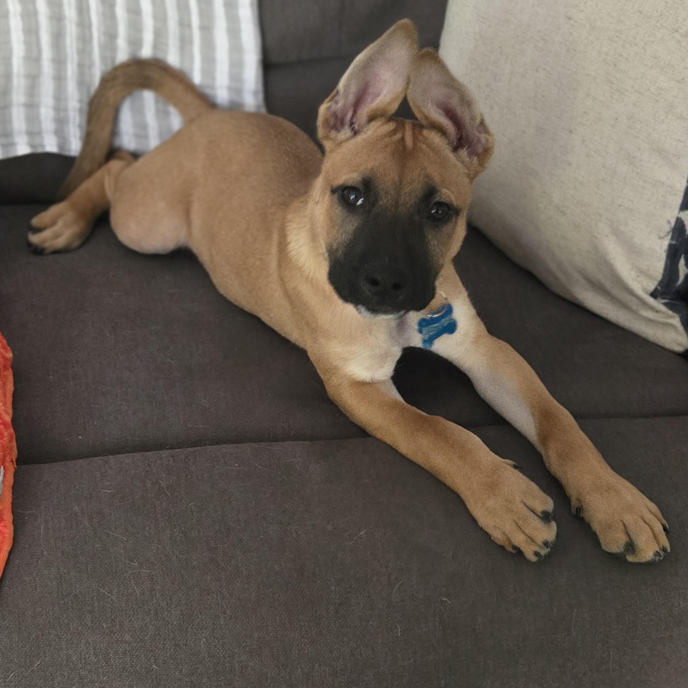 Mabel, a Adoptable mixed breed in Fort Mill, SC image 5/6