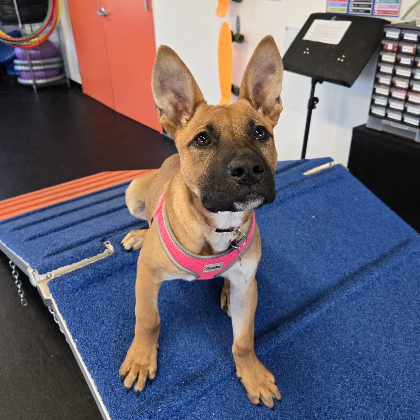 Enlarge Mabel, an adopted mixed breed in Fort Mill, SC image 3/6