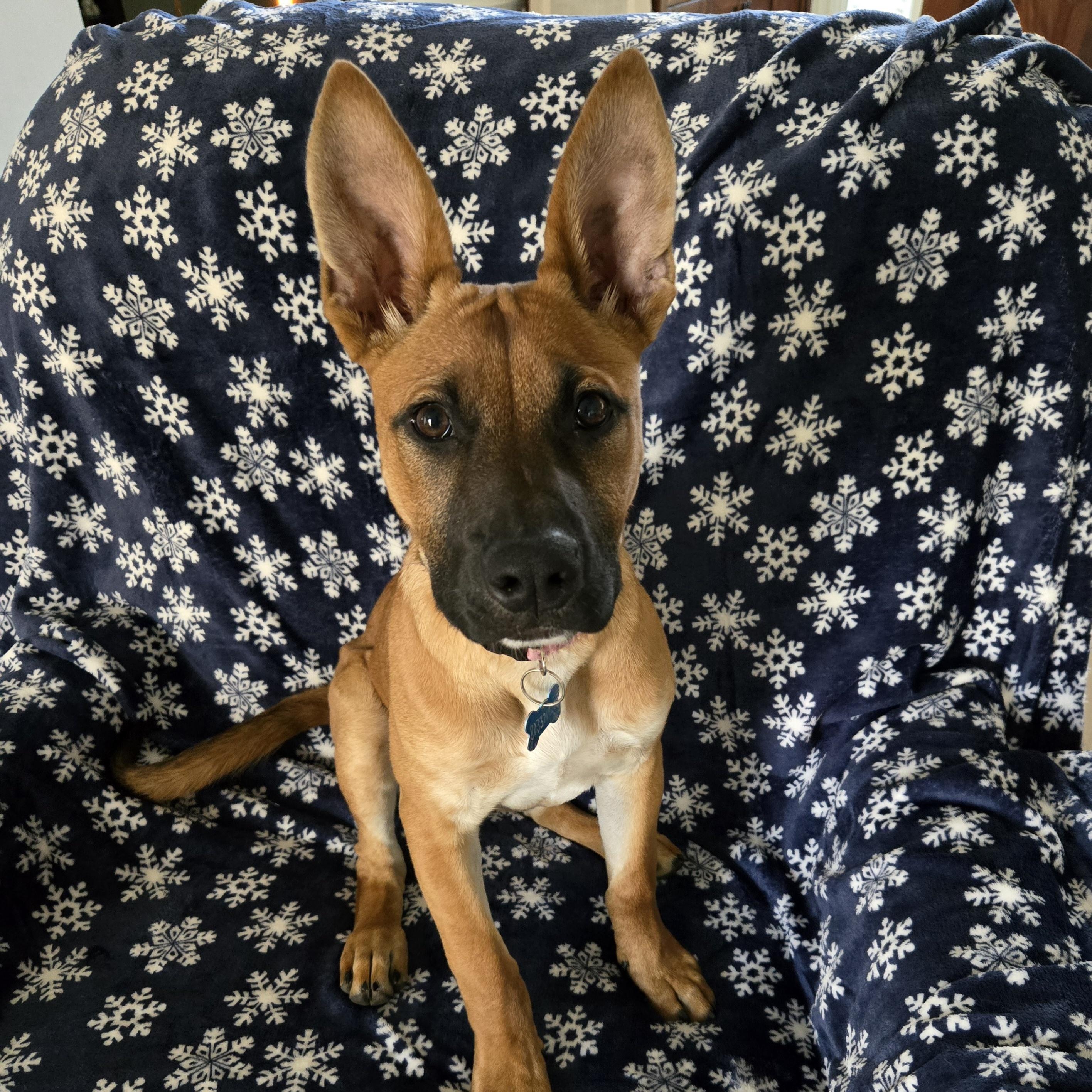 Mabel, adopted, Puppy Female Shepherd & Boxer.
