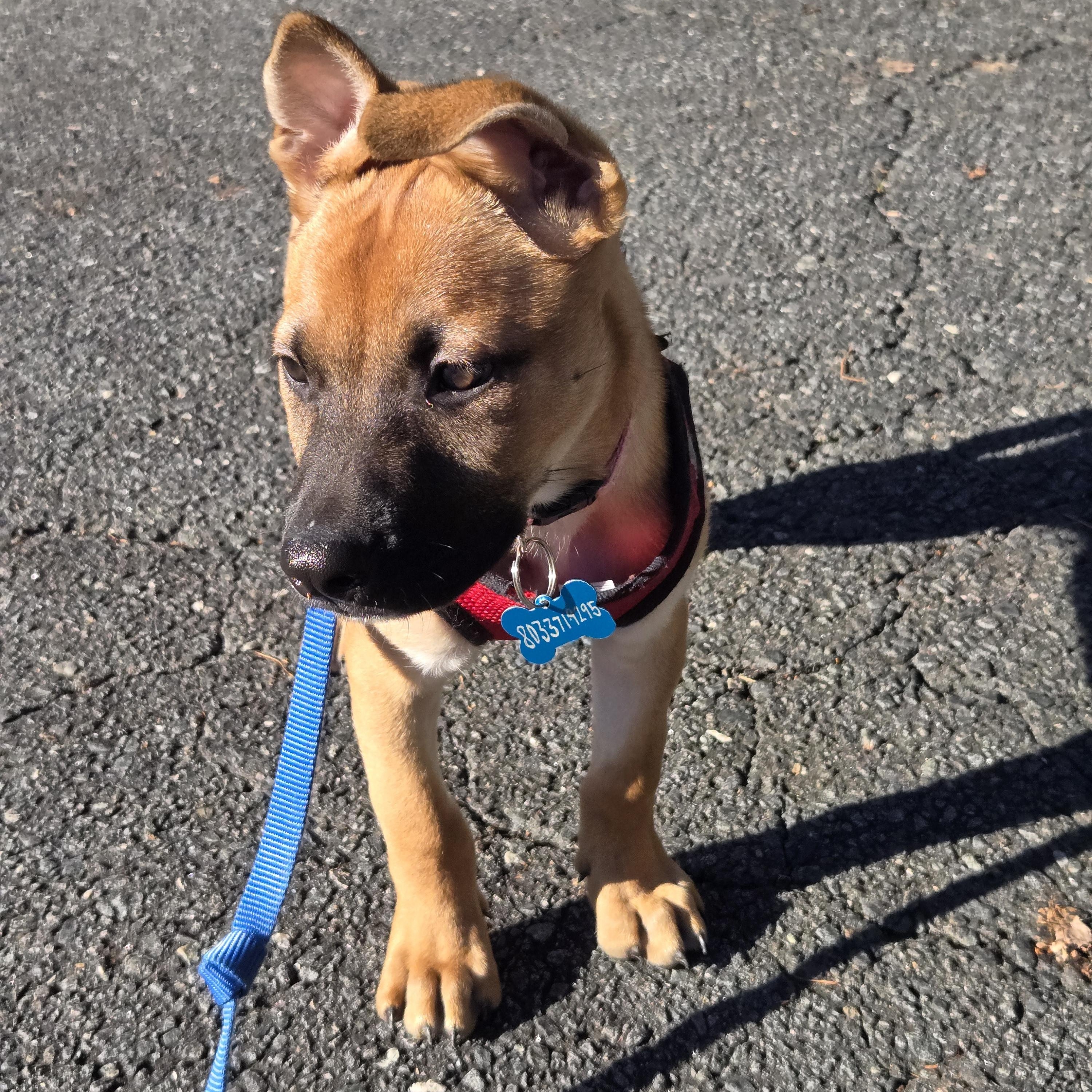 Mabel, a Adoptable mixed breed in Fort Mill, SC image 2/6