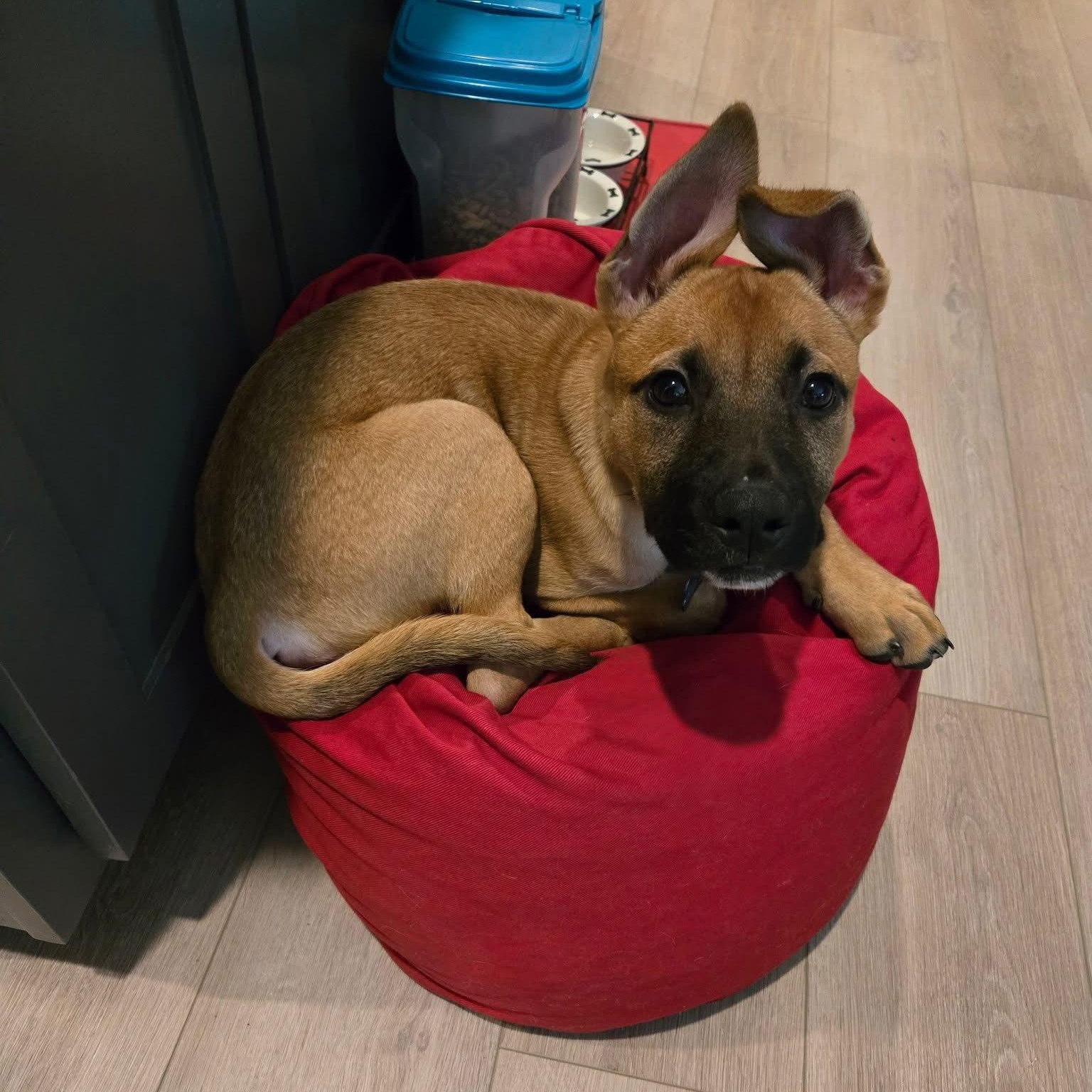 Mabel, a Adoptable mixed breed in Fort Mill, SC image 3/6