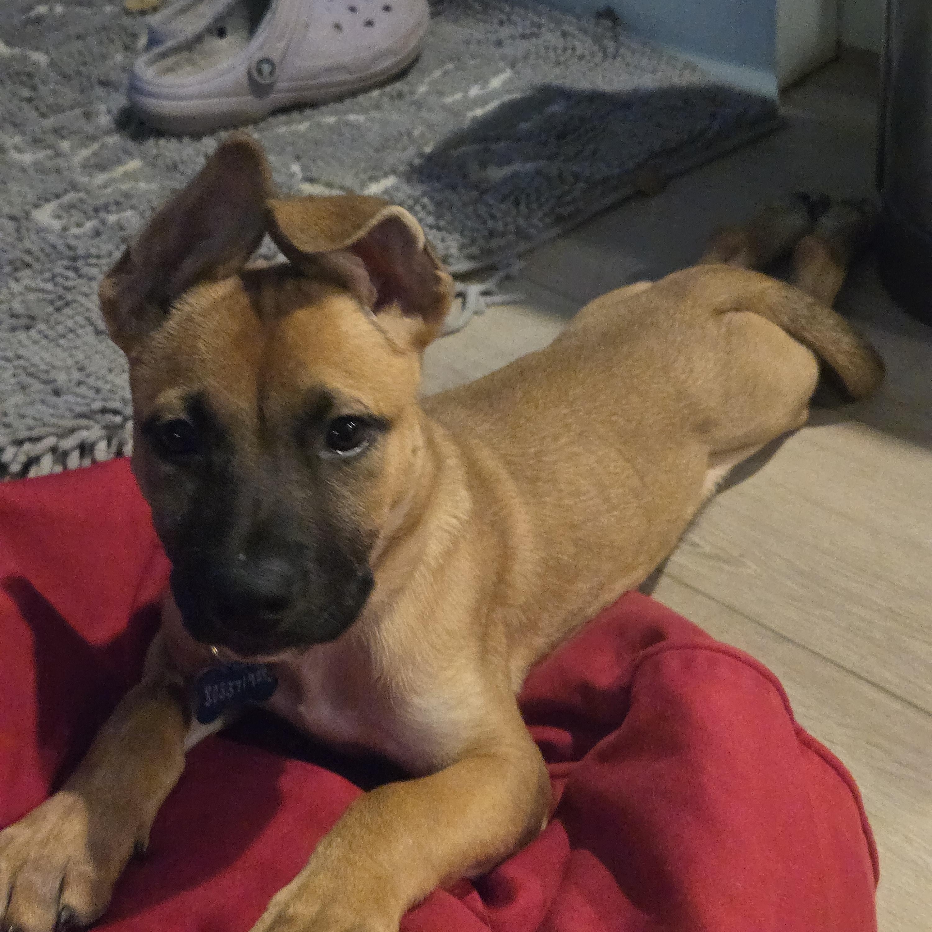 Mabel, a Adoptable mixed breed in Fort Mill, SC image 4/6