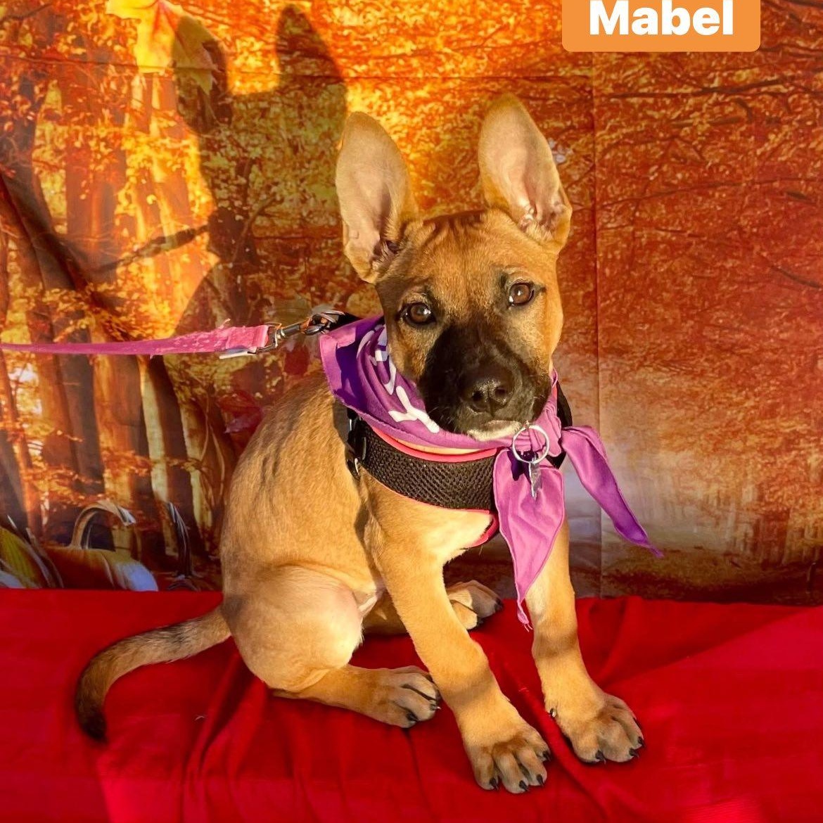 Mabel, Adoptable, Puppy Female Shepherd & Boxer.