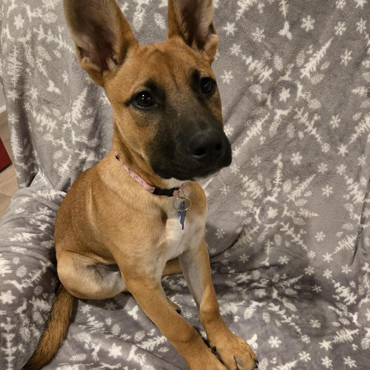 Enlarge Mabel, an adopted mixed breed in Fort Mill, SC image 4/6