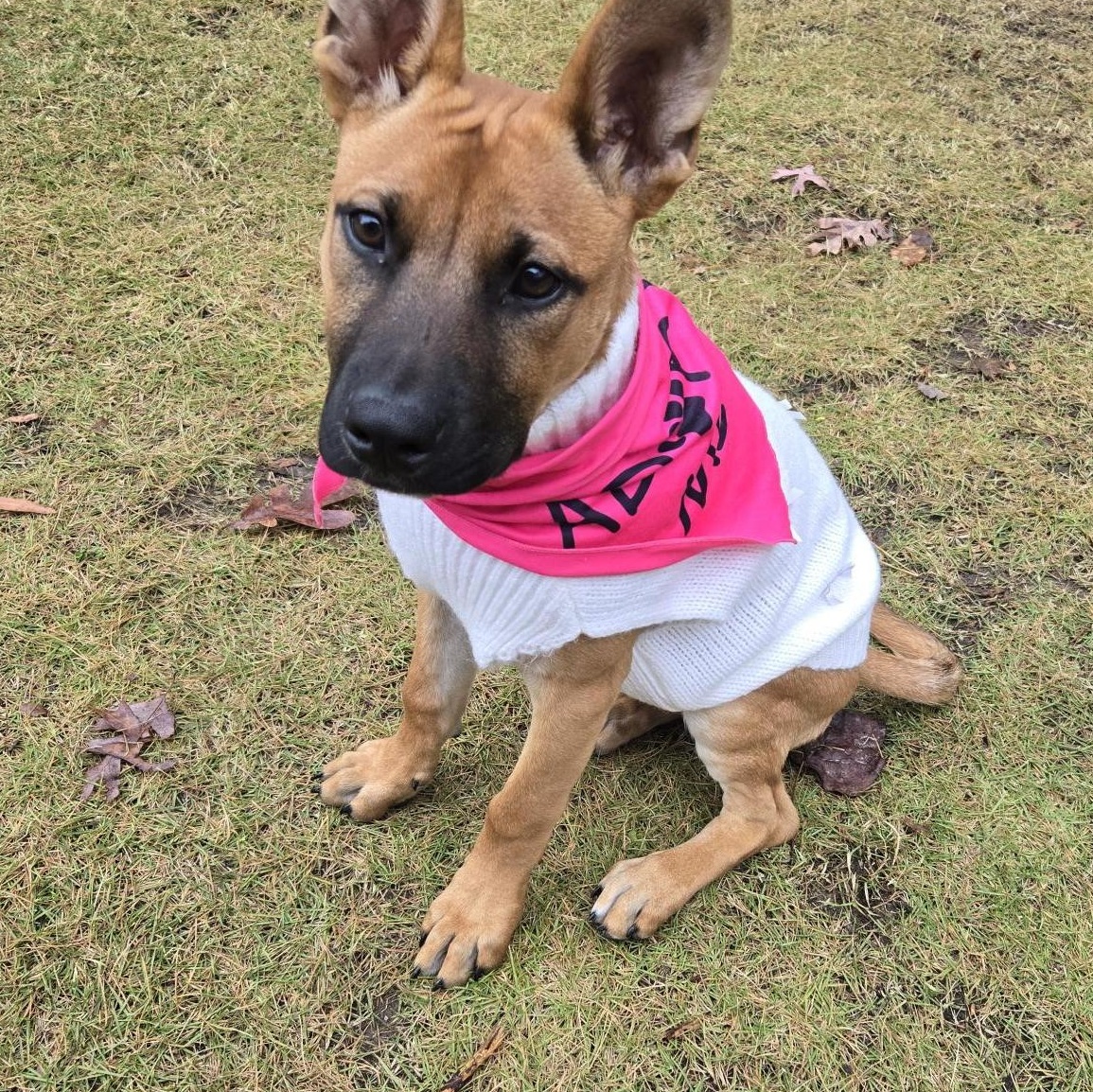 Enlarge Mabel, an adopted mixed breed in Fort Mill, SC image 6/6
