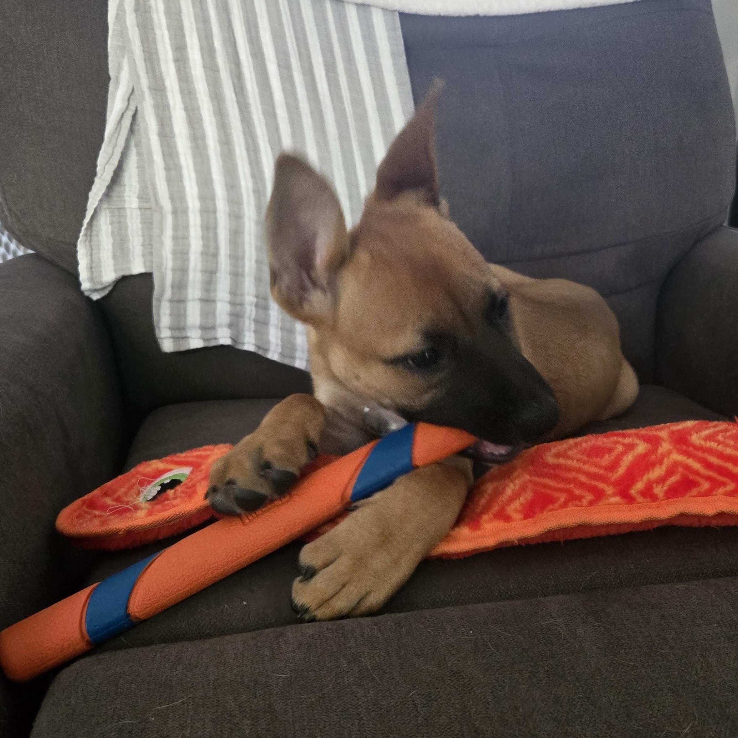 Mabel, a Adoptable mixed breed in Fort Mill, SC image 6/6