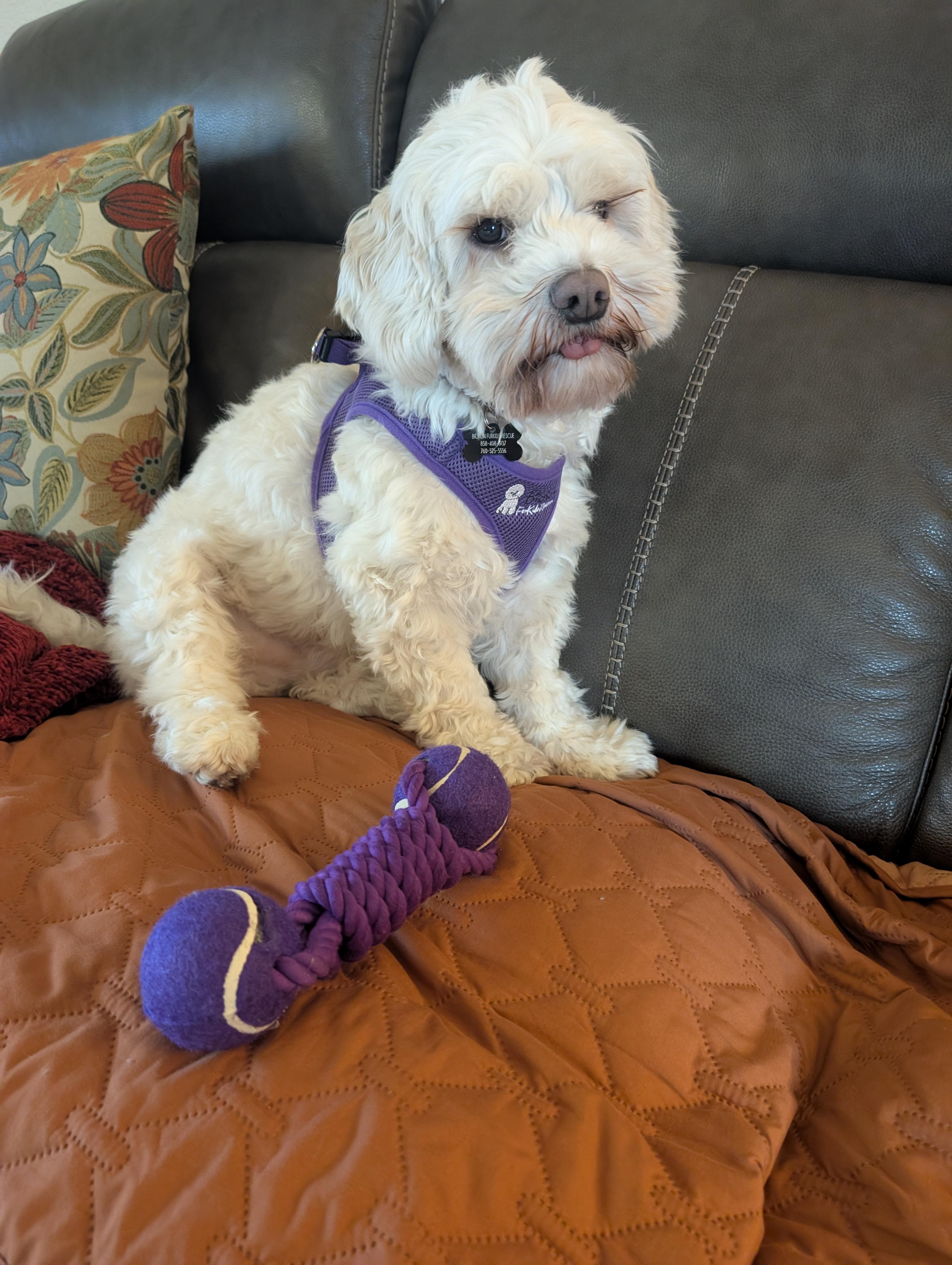 Enlarge Optimistic and O'mazing Oscar, a ADOPTABLE mixed breed in Carlsbad, CA image 3/3