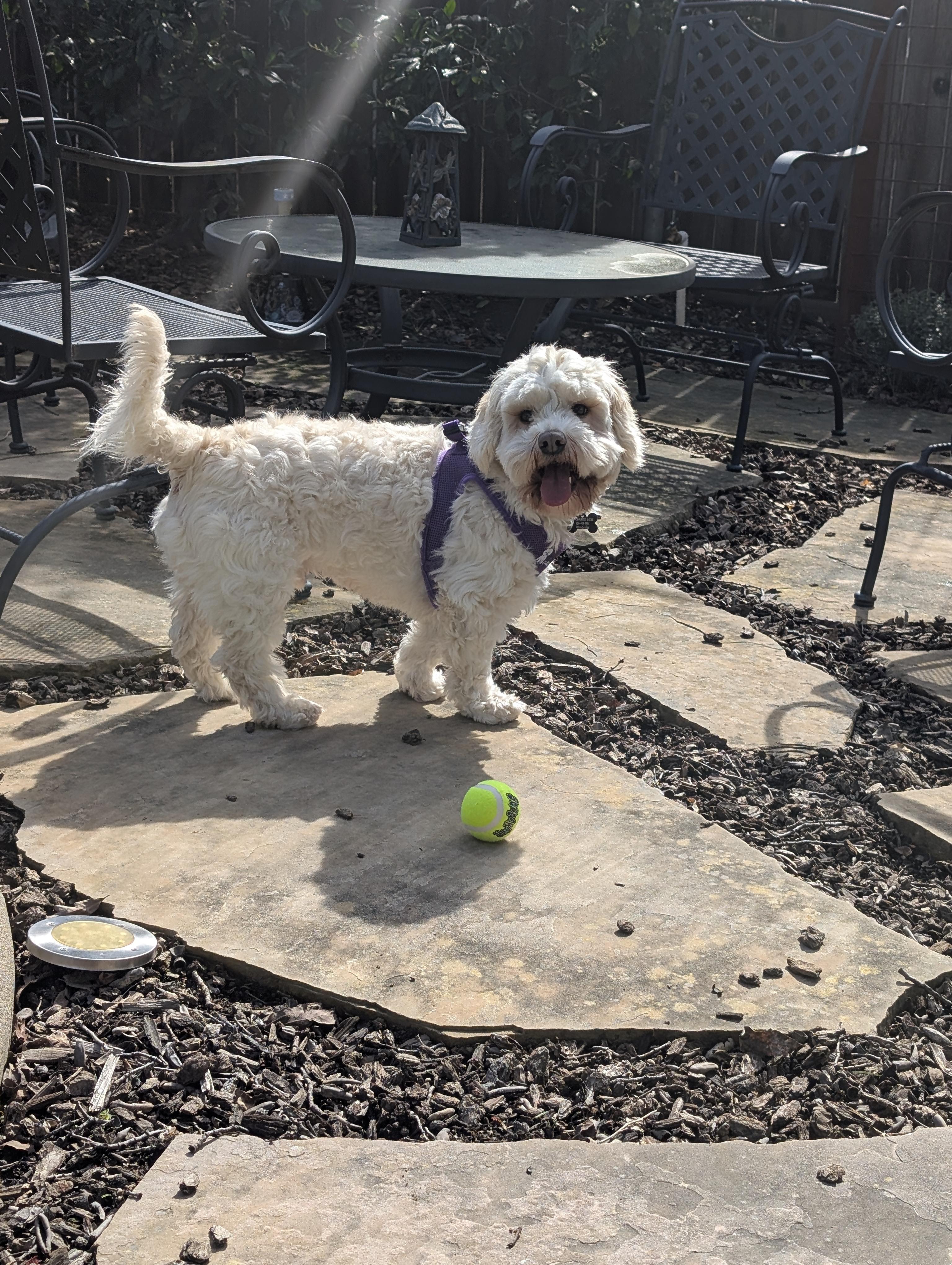 Enlarge Optimistic and O'mazing Oscar, a ADOPTABLE mixed breed in Carlsbad, CA image 2/3