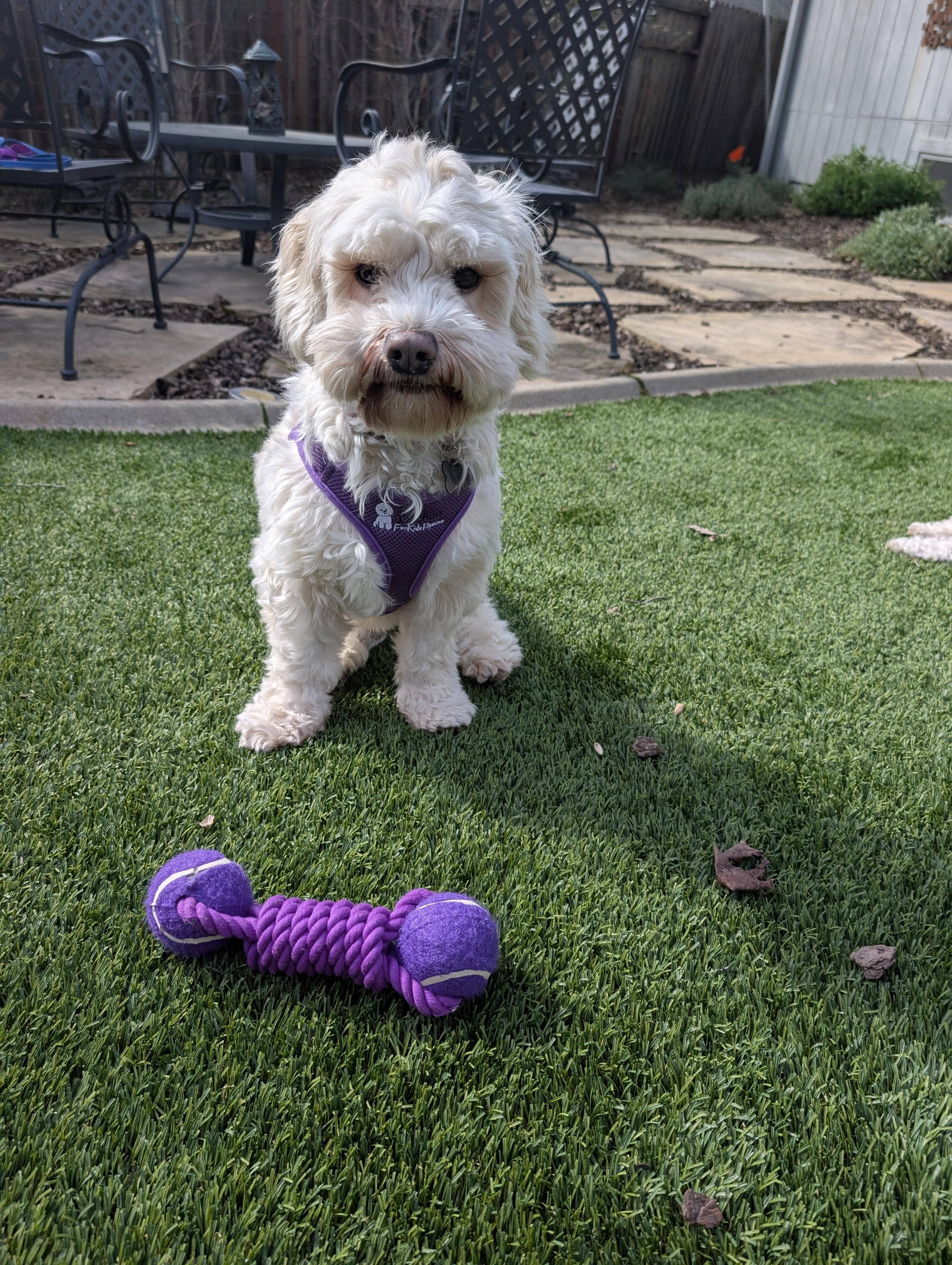 Enlarge Optimistic and O'mazing Oscar, a ADOPTABLE mixed breed in Carlsbad, CA image 1/3