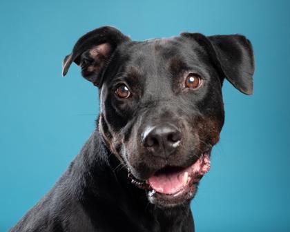 Enlarge Knight, a Adoptable mixed breed in Santa Paula, CA image 1/3