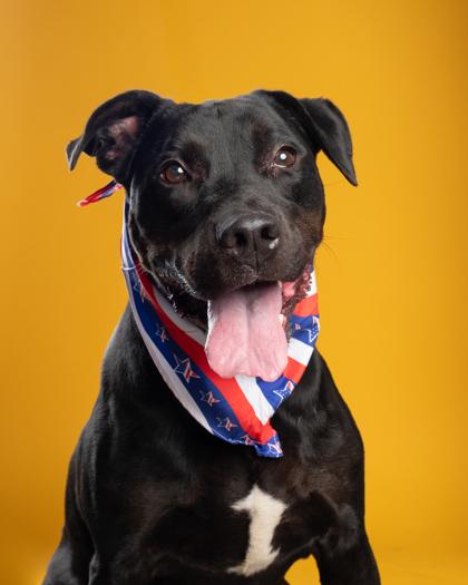 Knight, Adoptable, Young Male Labrador Retriever & Mixed Breed.