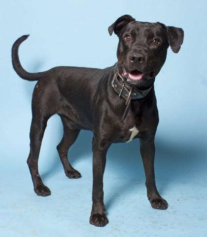 Knight, a Adoptable mixed breed in Santa Paula, CA image 2/3