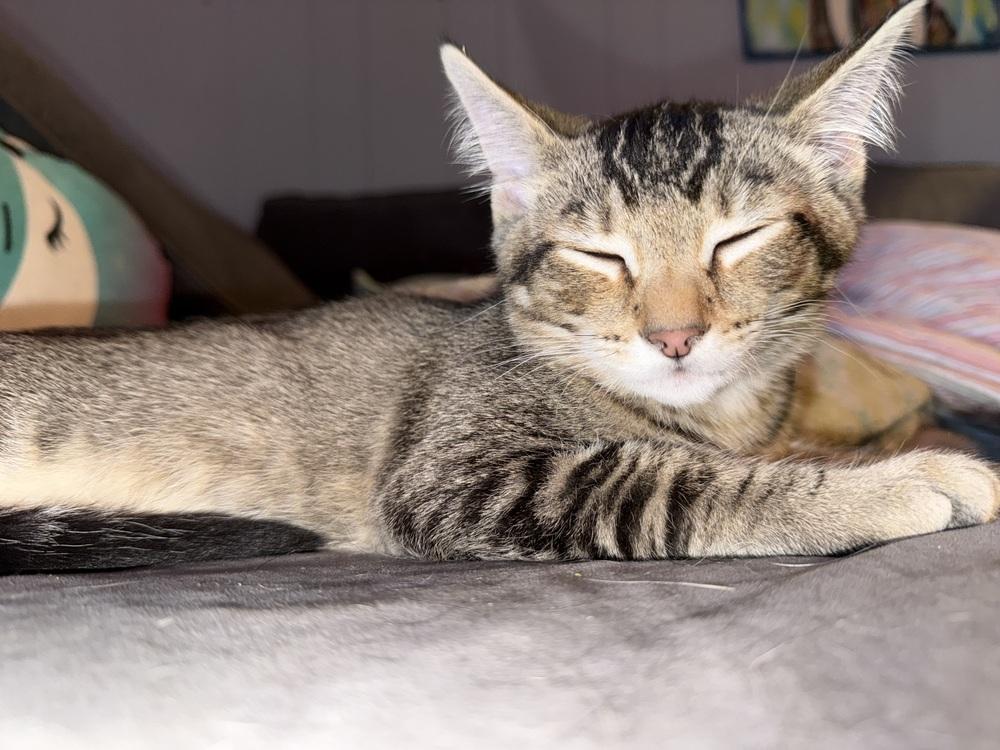 Bandit, Adoptable, Kitten Male Tabby & Abyssinian.