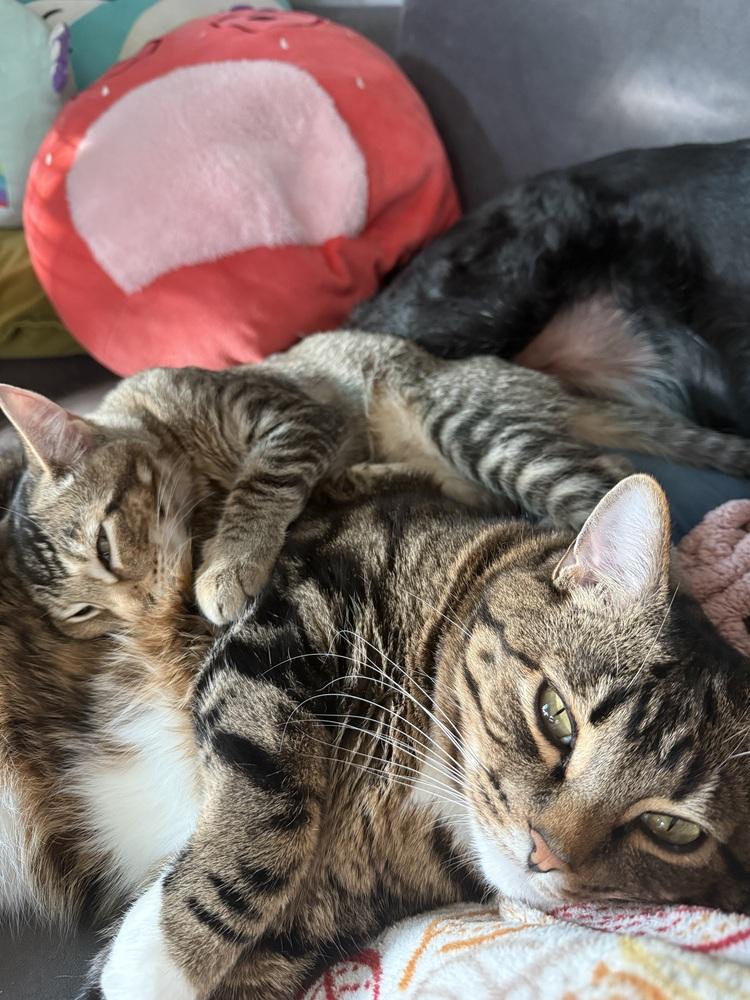 Enlarge Bandit, a Adoptable mixed breed in Bellingham, WA image 2/6