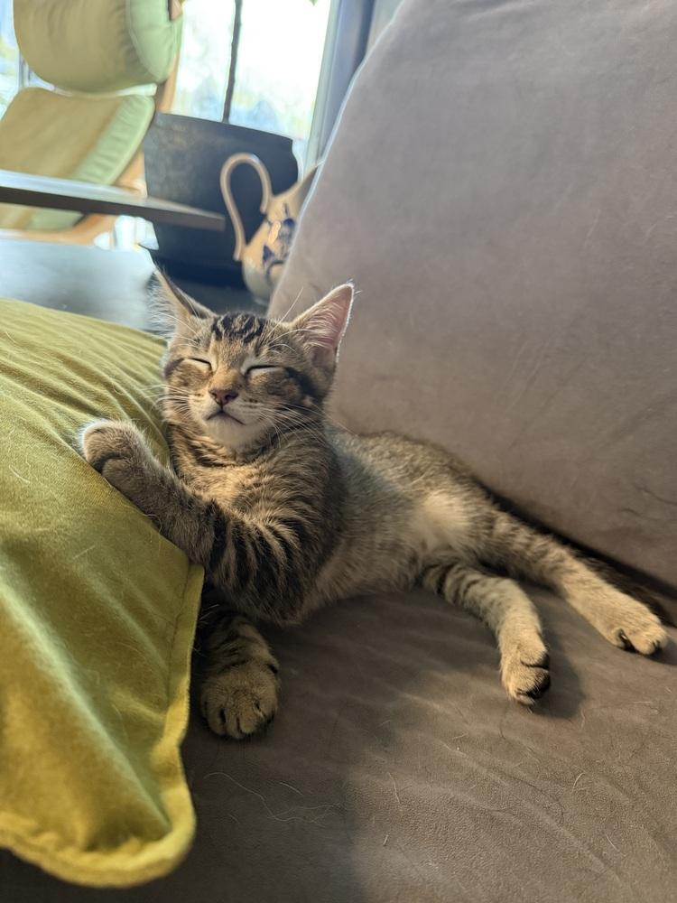 Enlarge Bandit, a Adoptable mixed breed in Bellingham, WA image 3/6