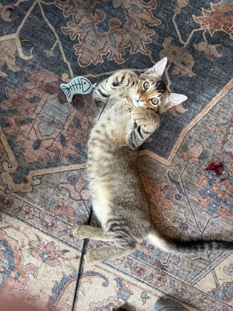 Enlarge Bandit, a Adoptable mixed breed in Bellingham, WA image 4/6